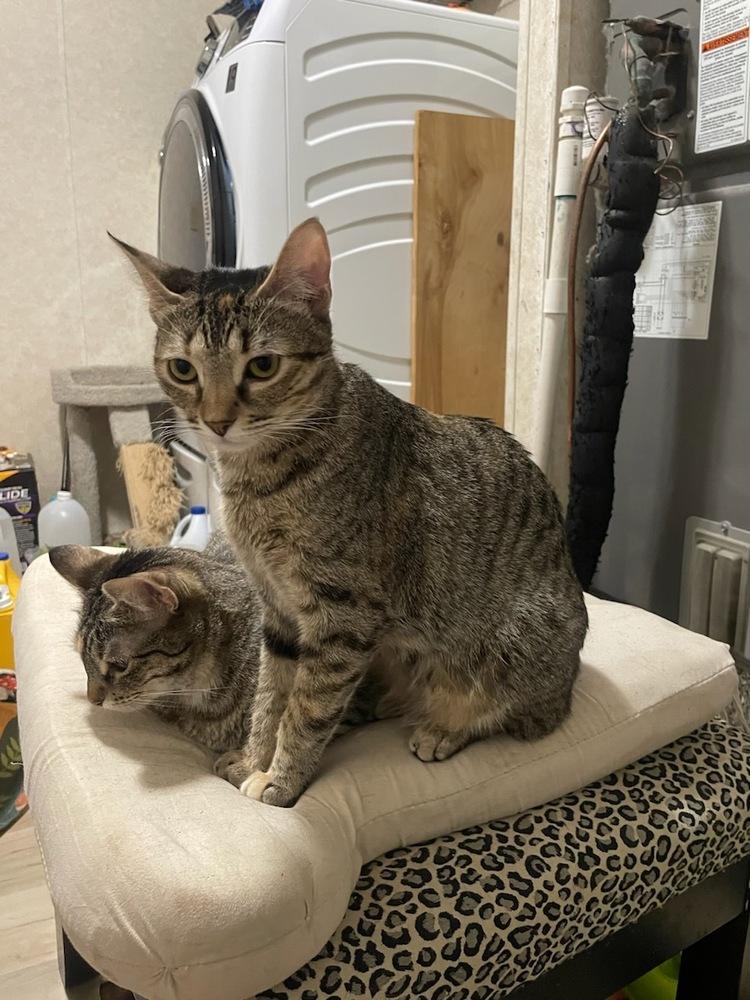 Enlarge Poppy, a Adoptable Domestic Short Hair in Carrollton, TX image 1/1