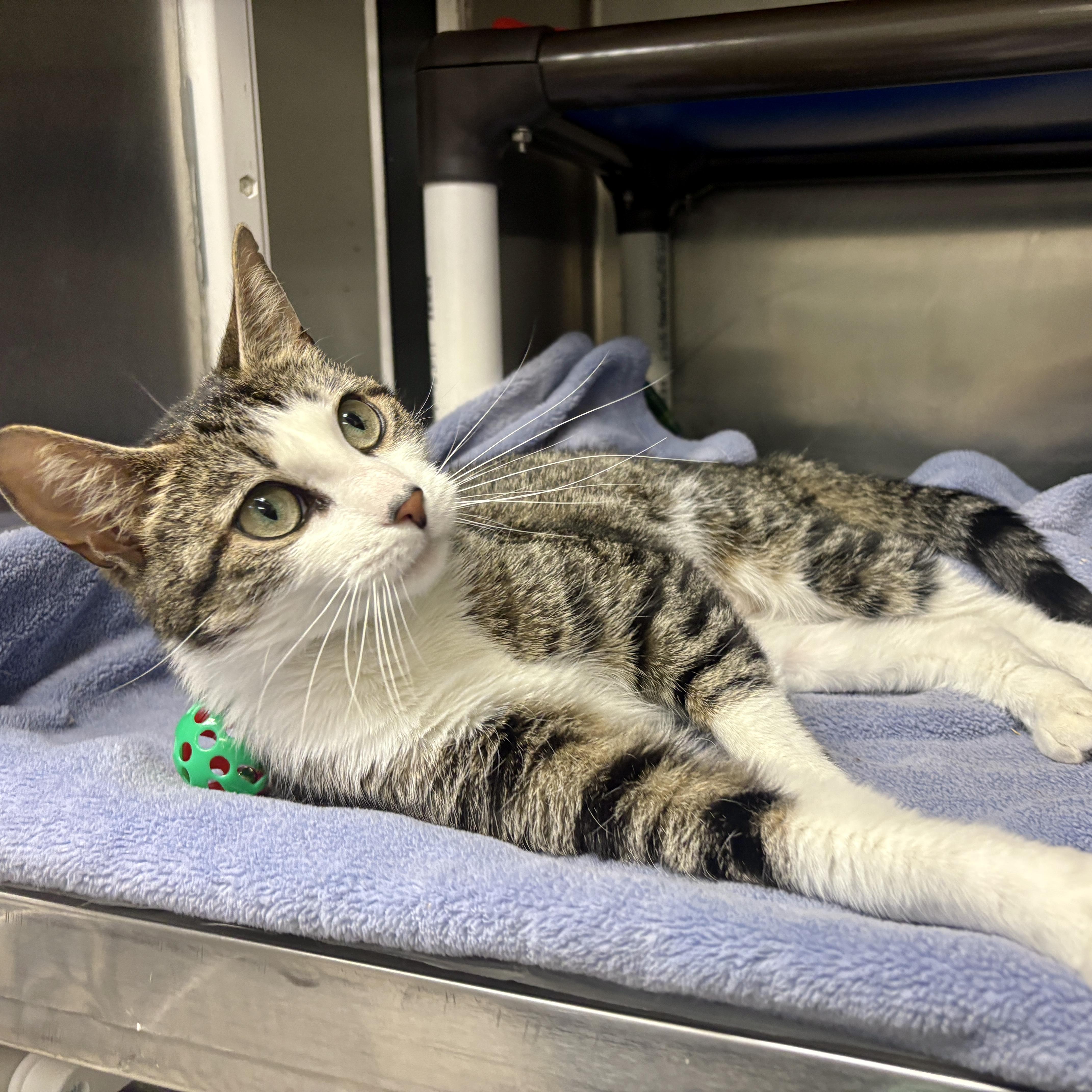Enlarge Tulip, a Adoptable Domestic Short Hair in Beacon, NY image 5/6