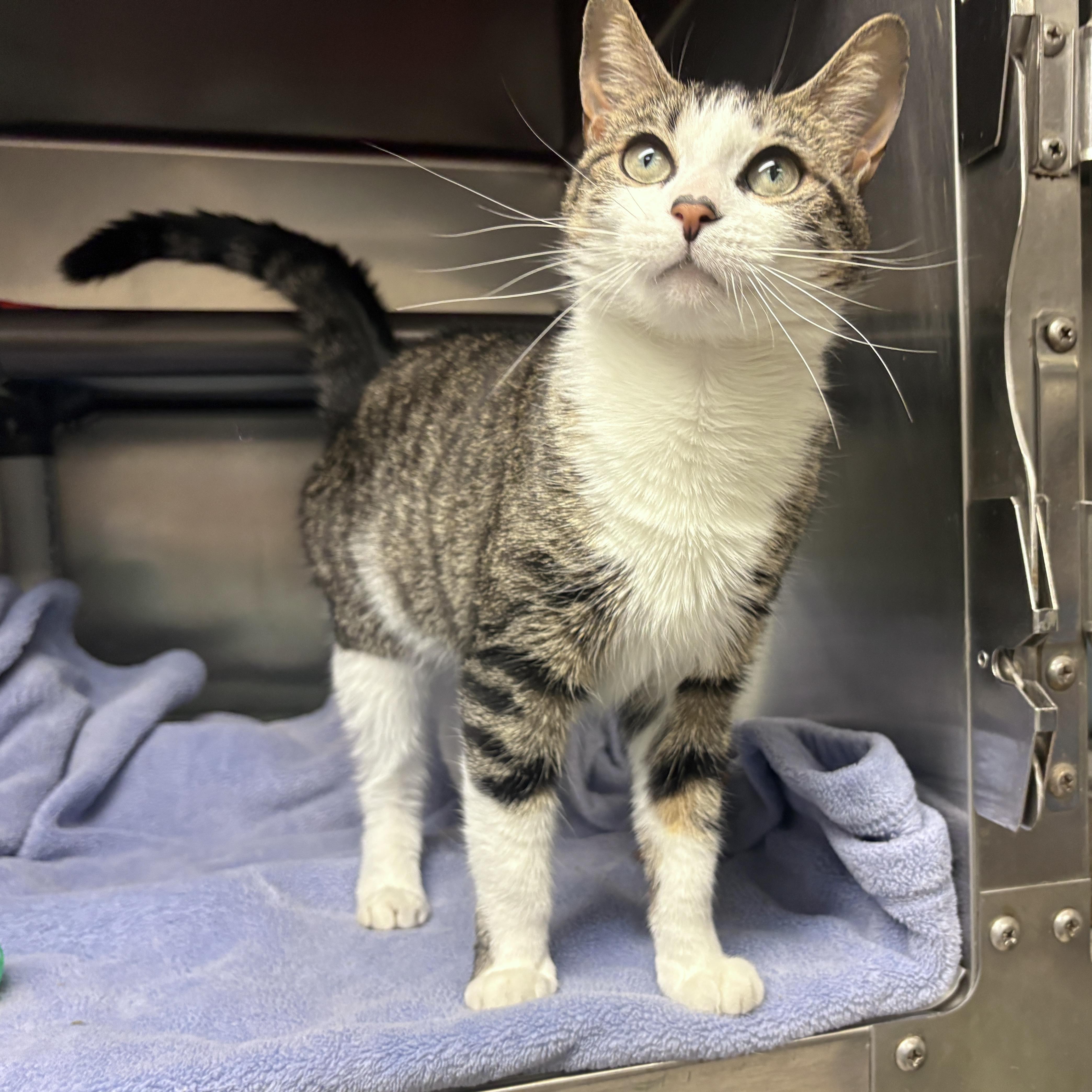 Enlarge Tulip, a Adoptable Domestic Short Hair in Beacon, NY image 4/6