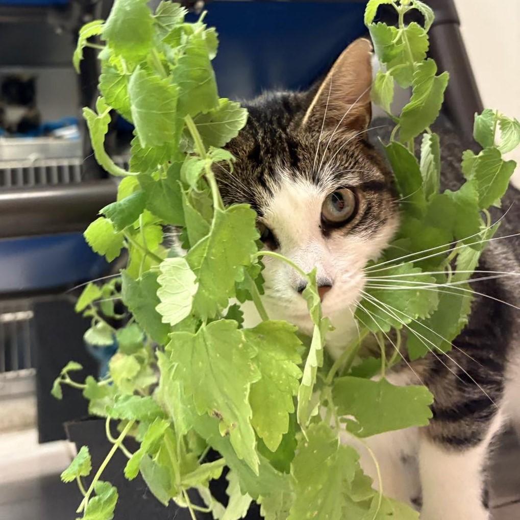 Tulip, a Adoptable Domestic Short Hair in Beacon, NY image 5/6