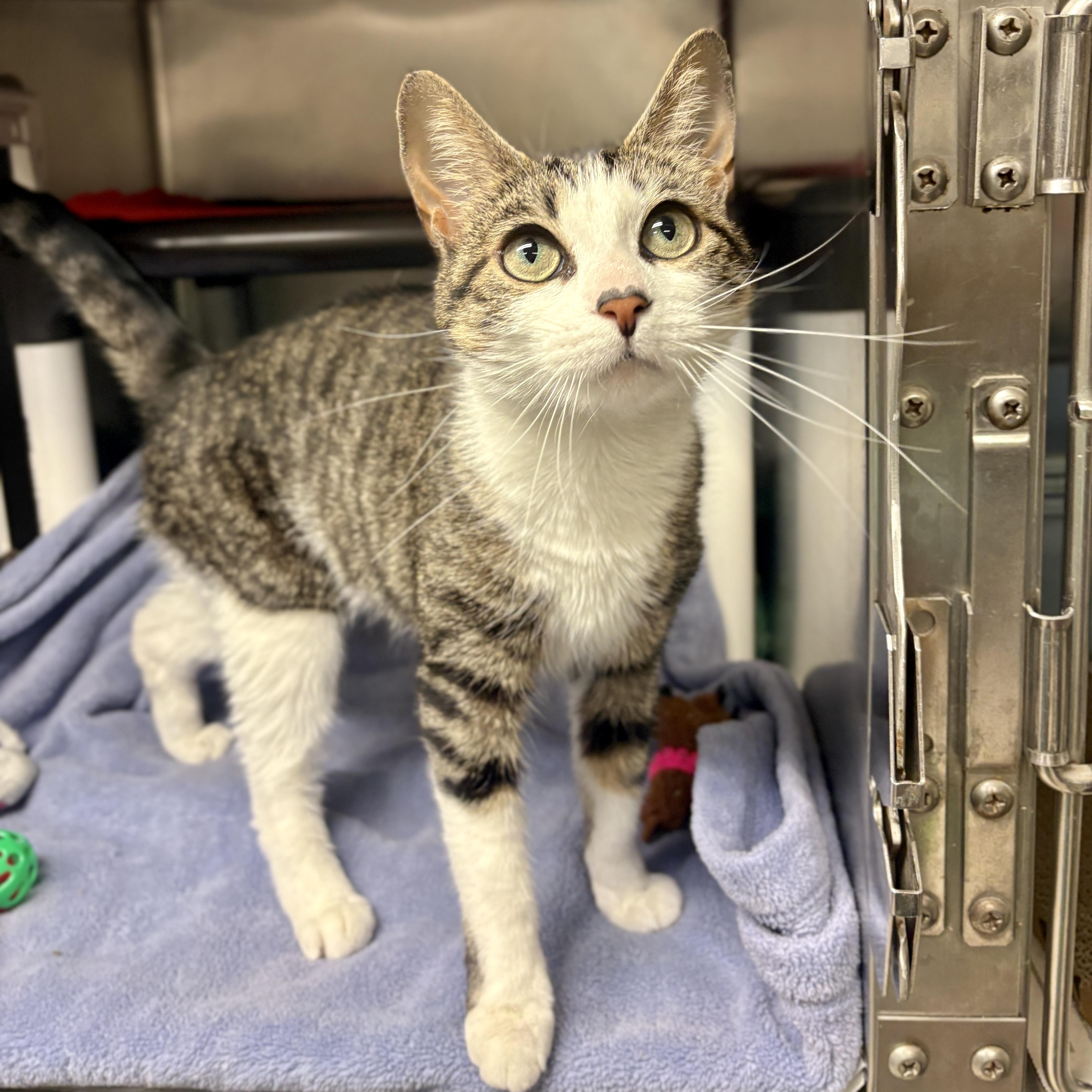Enlarge Tulip, a Adoptable Domestic Short Hair in Beacon, NY image 3/6