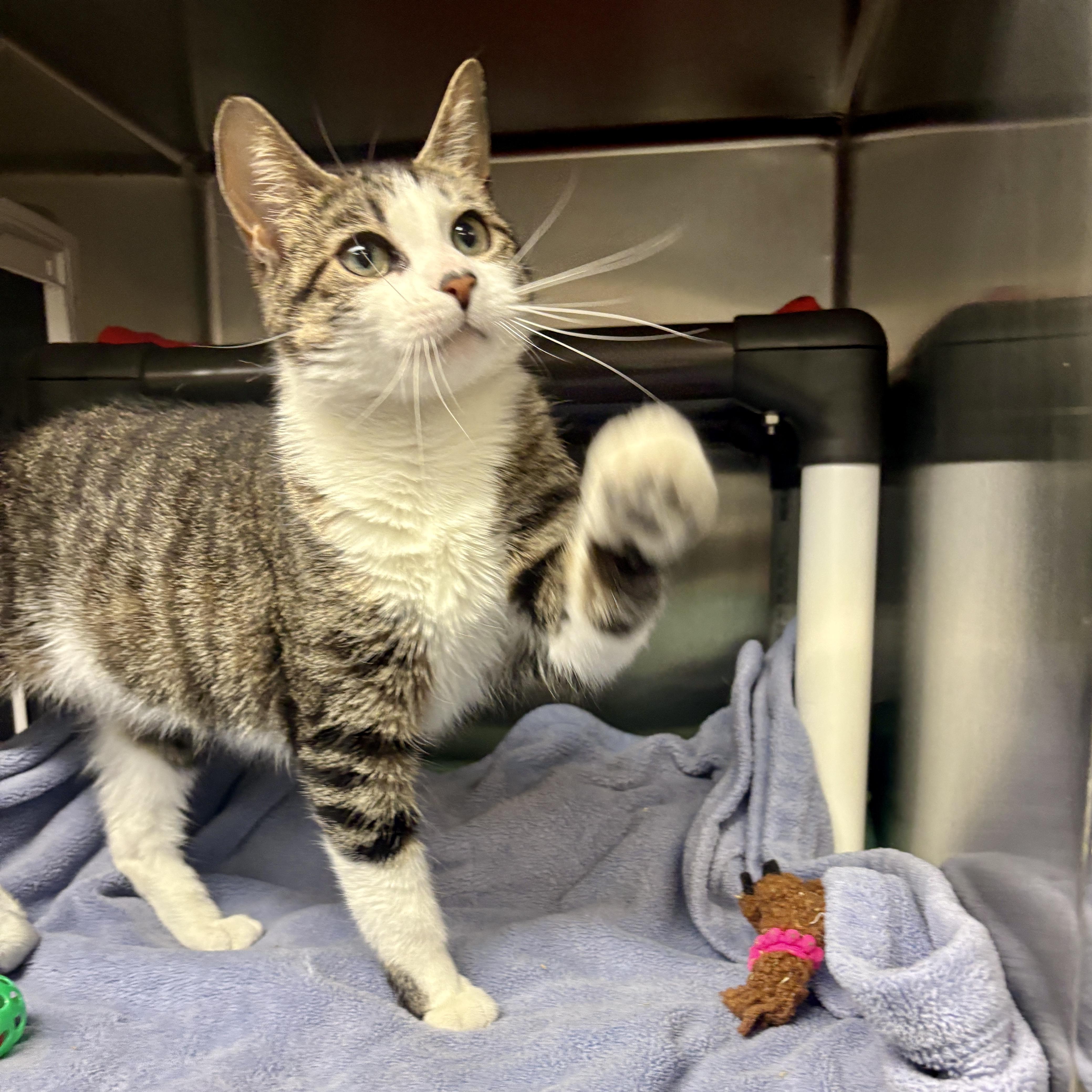 Enlarge Tulip, a Adoptable Domestic Short Hair in Beacon, NY image 2/6