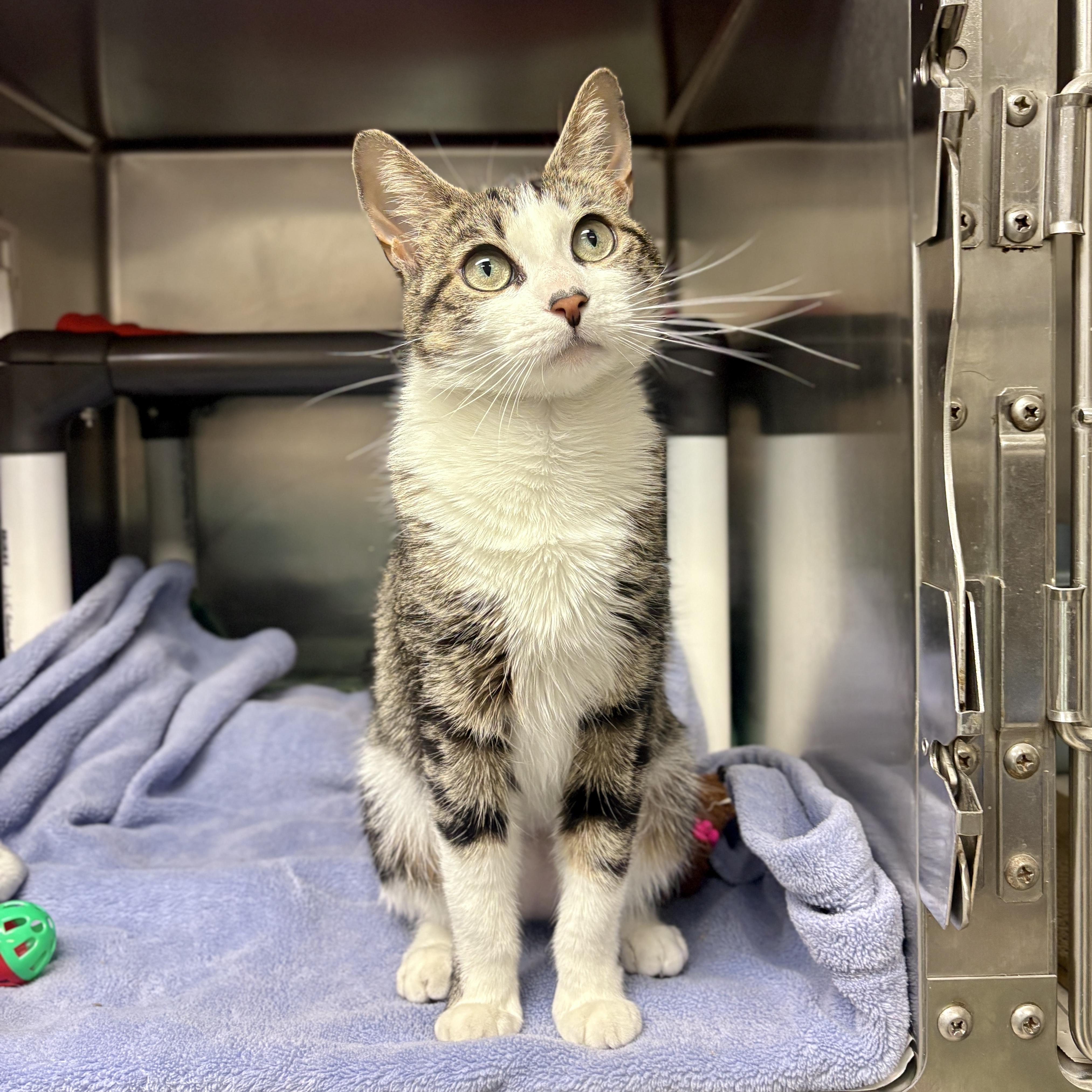 Enlarge Tulip, a Adoptable Domestic Short Hair in Beacon, NY image 1/6