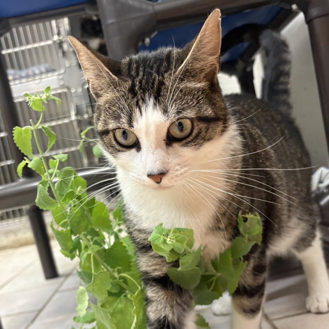 Tulip, a Adoptable Domestic Short Hair in Beacon, NY image 6/6