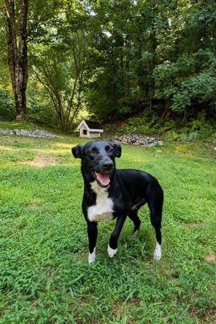 Fig, Adoptable, Adult Female Mountain Cur & Mixed Breed.
