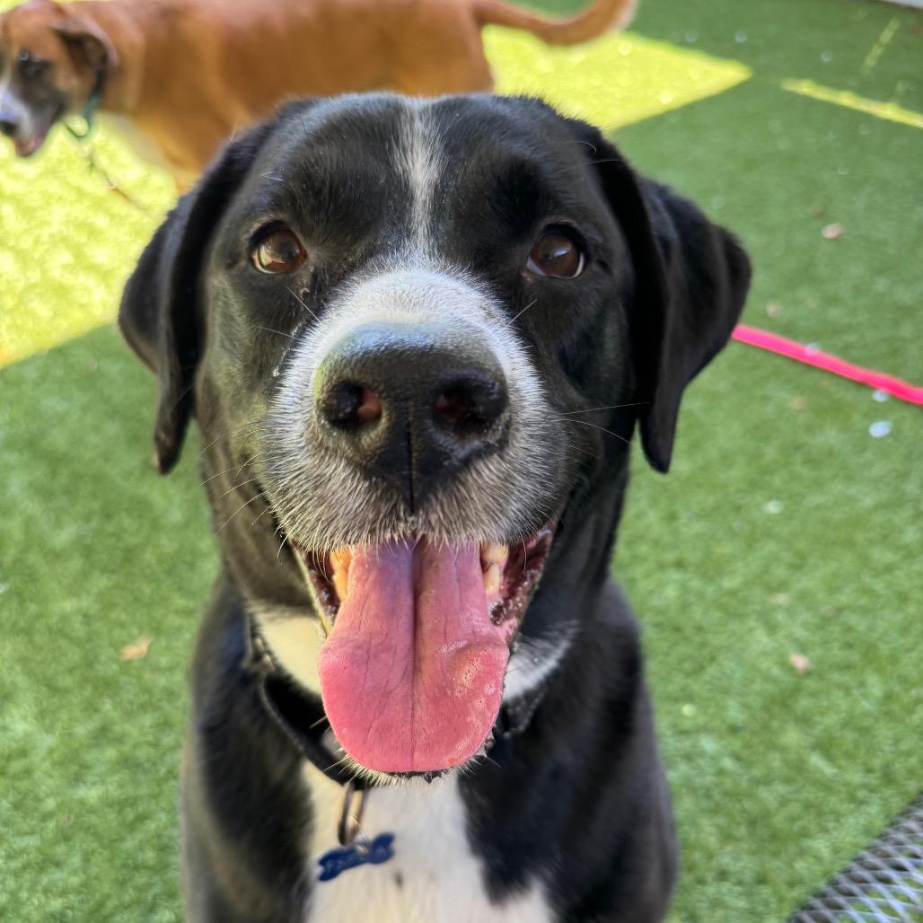 Enlarge Chocolate Lava Cake, a Adoptable mixed breed in Troy, VA image 1/3