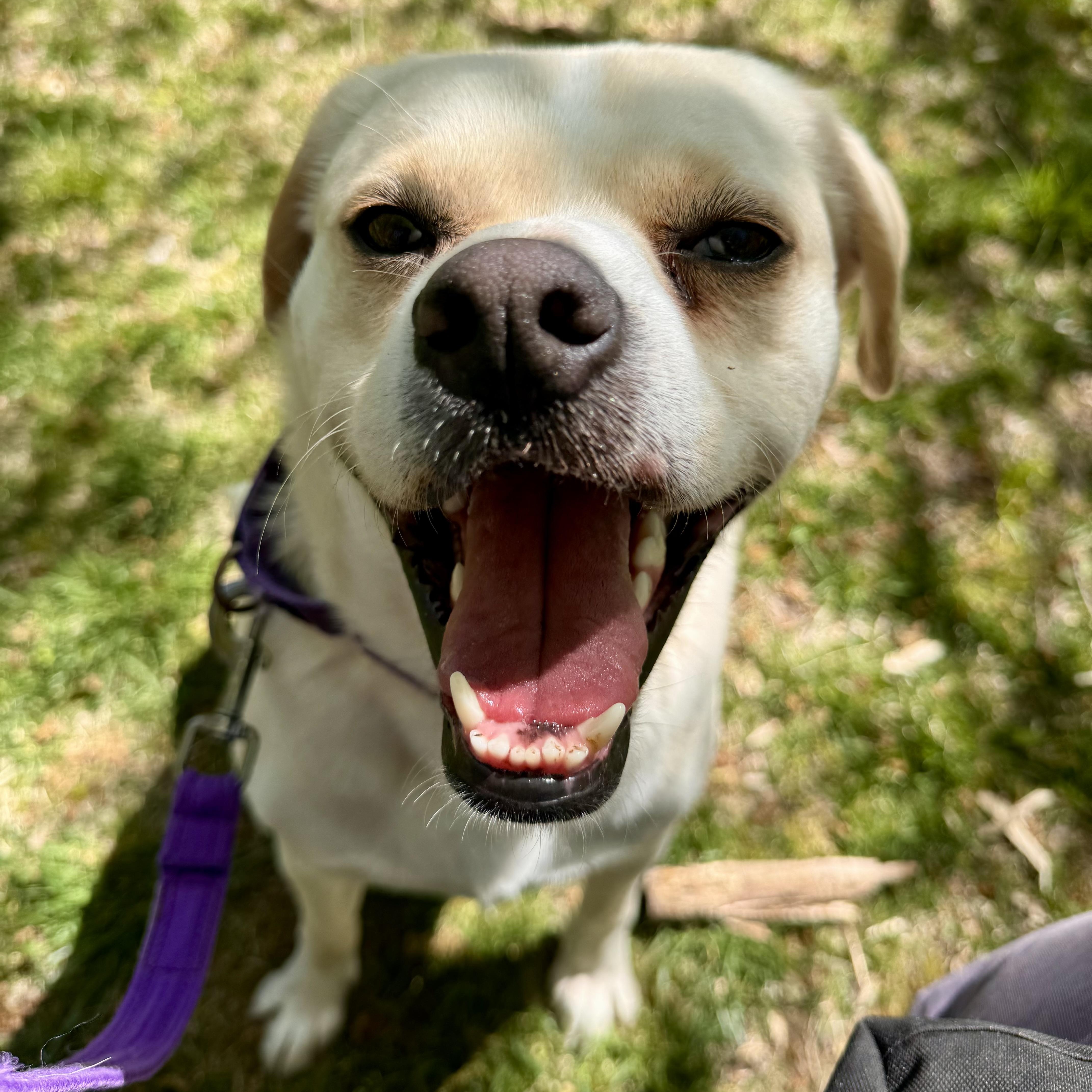 Leigh**, Adult Female Labrador Retriever