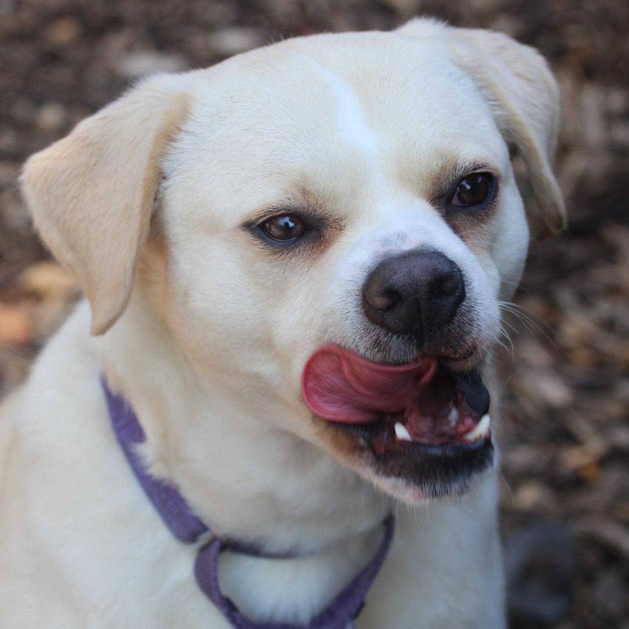 Leigh**, a Adoptable mixed breed in Briarcliff Manor, NY image 1/5