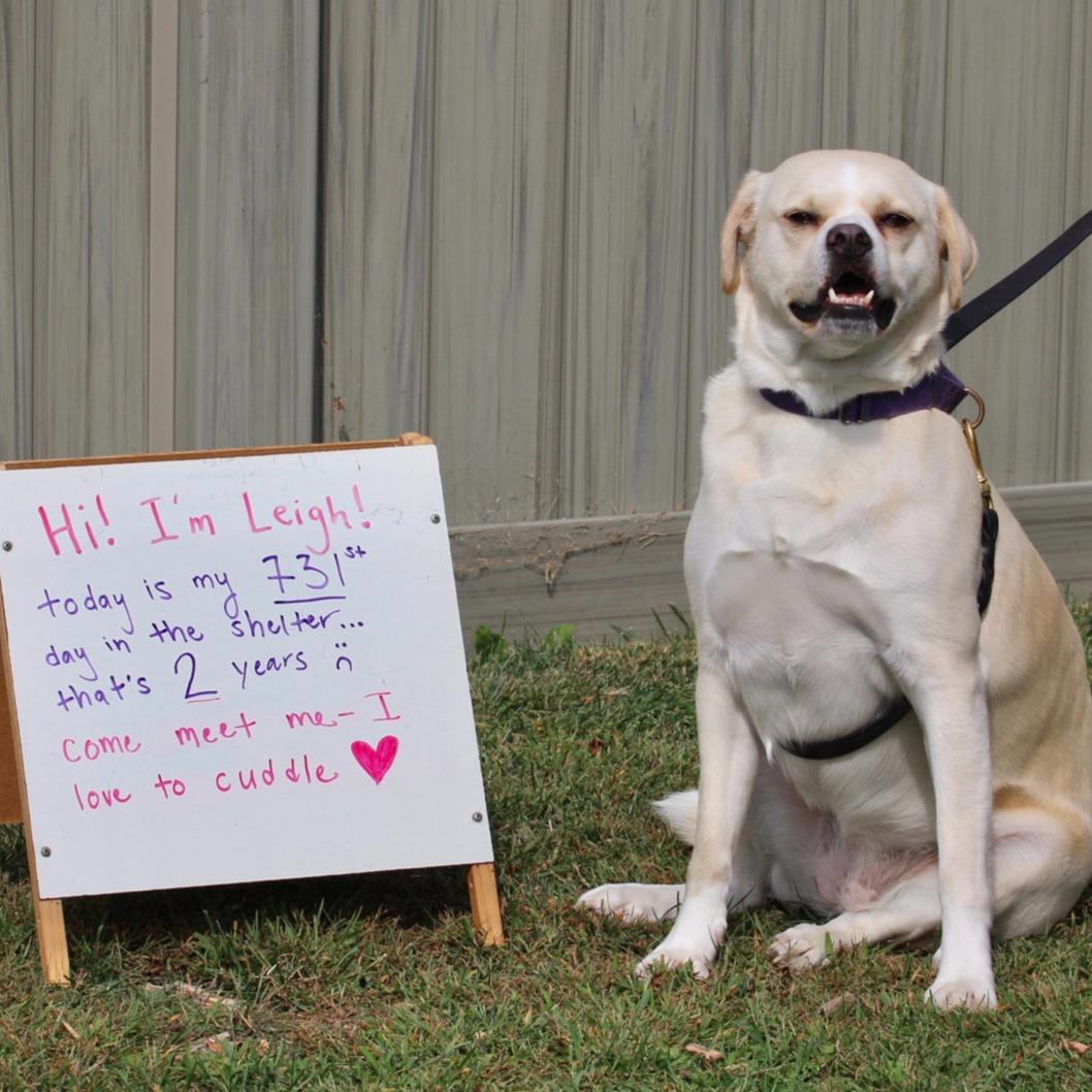 Leigh**, a Adoptable mixed breed in Briarcliff Manor, NY image 2/5