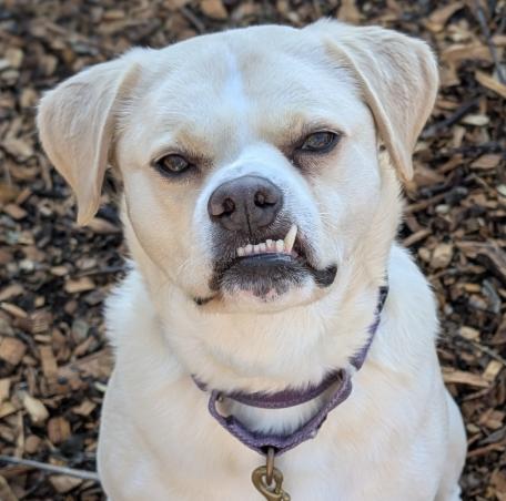 Leigh**, a Adoptable mixed breed in Briarcliff Manor, NY image 3/5