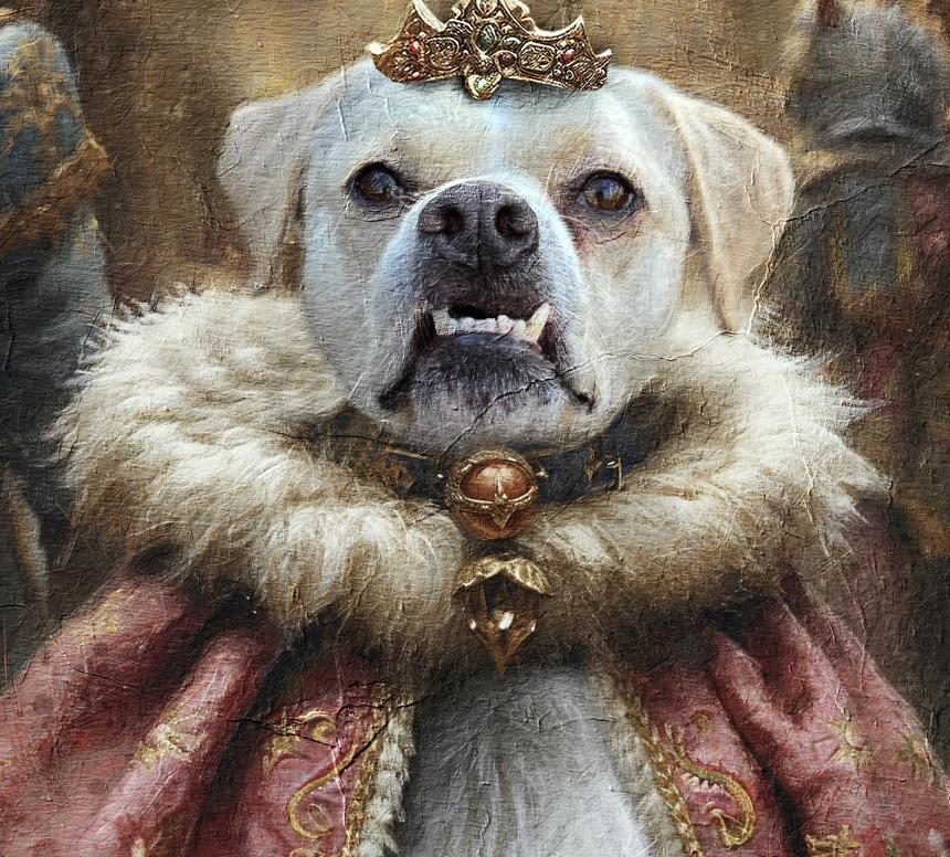 Leigh**, Adoptable, Adult Female Labrador Retriever.