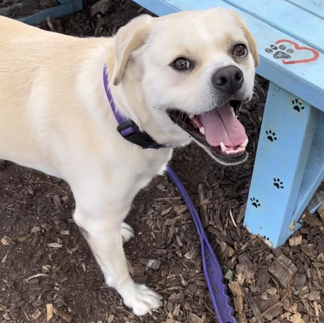 Enlarge Leigh**, a Adoptable mixed breed in Briarcliff Manor, NY image 2/5