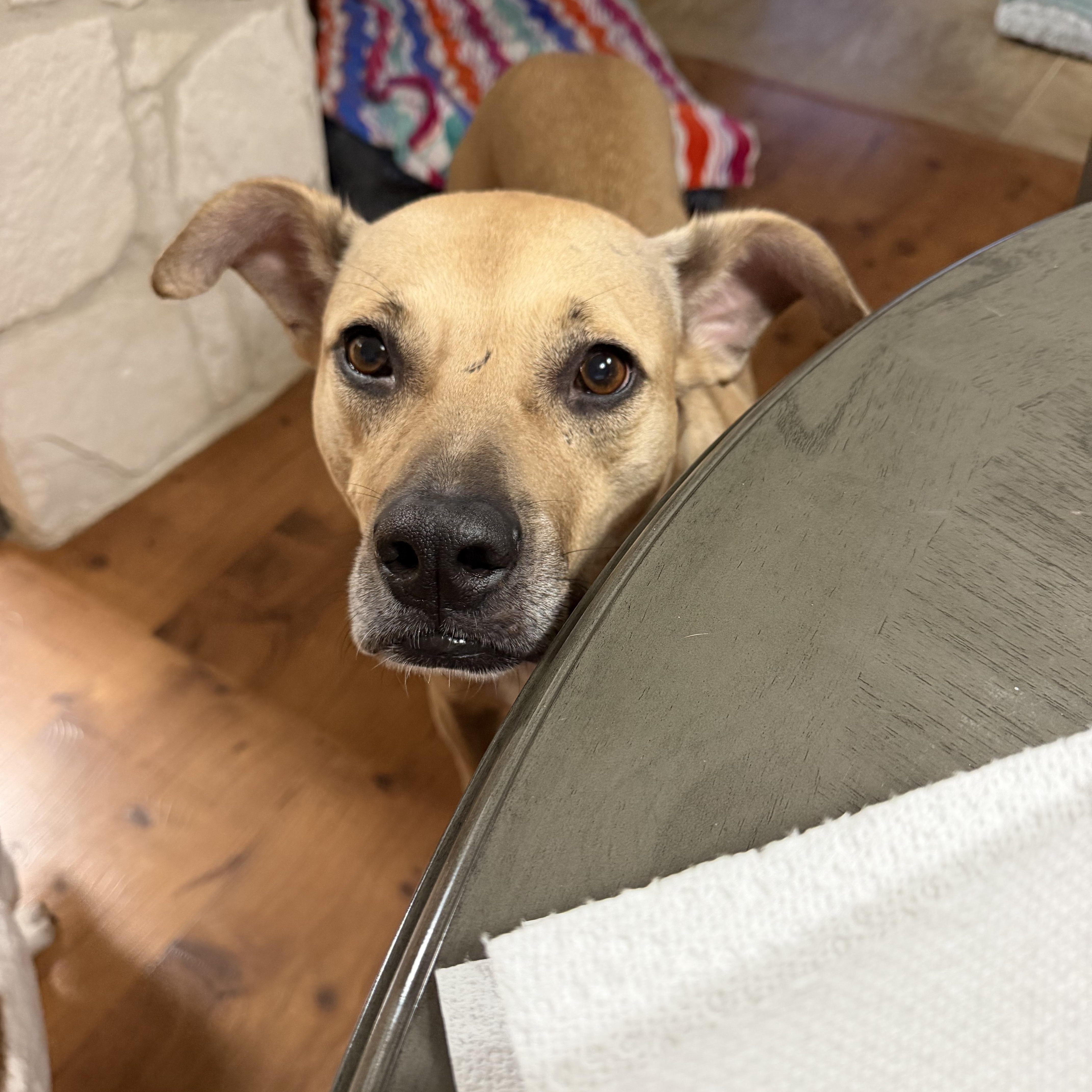 Enlarge Goose, a Adoptable Black Mouth Cur in Billings, MT image 5/6