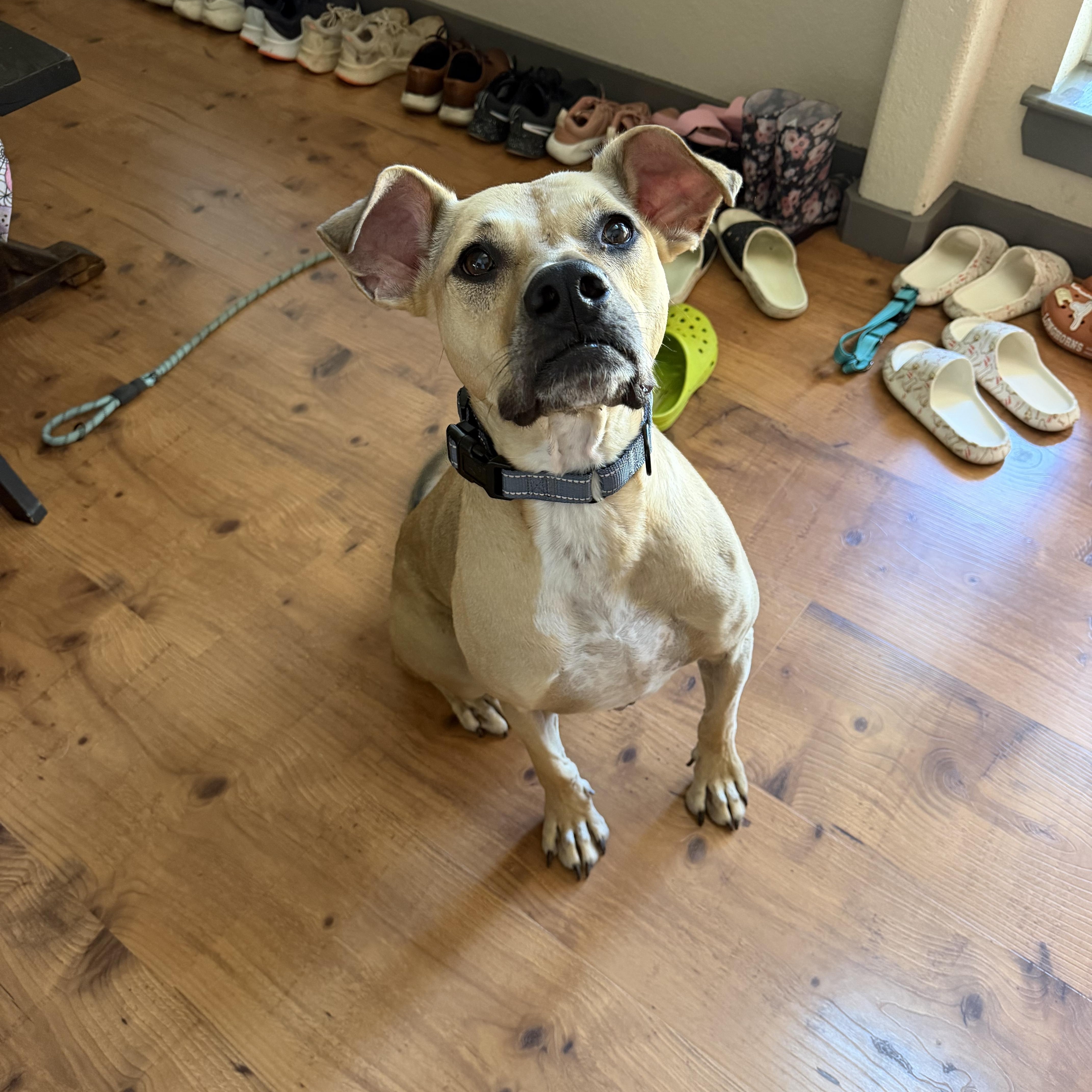 Enlarge Goose, a Adoptable Black Mouth Cur in Billings, MT image 3/6