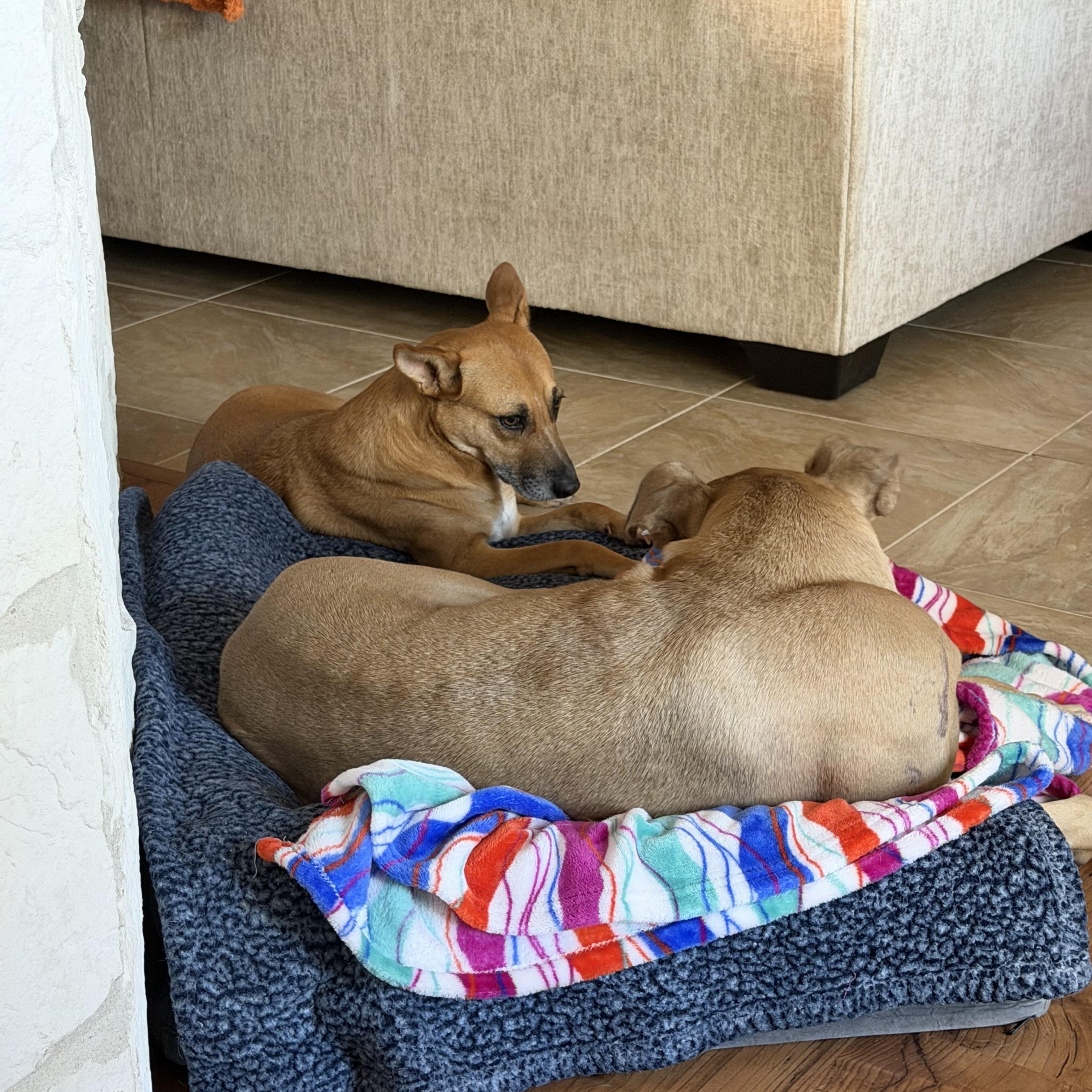 Enlarge Goose, a Adoptable Black Mouth Cur in Billings, MT image 4/6