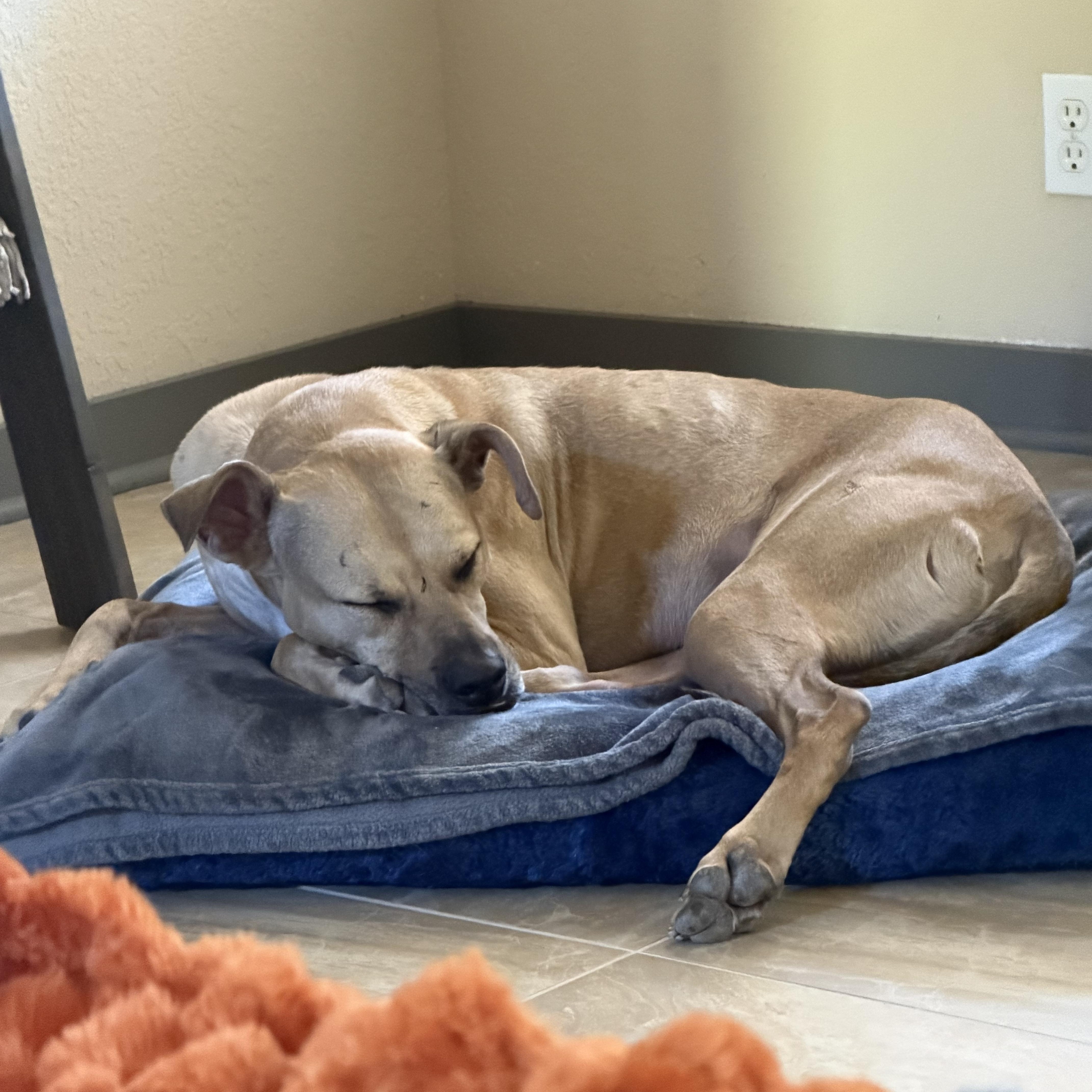 Enlarge Goose, a Adoptable Black Mouth Cur in Billings, MT image 6/6
