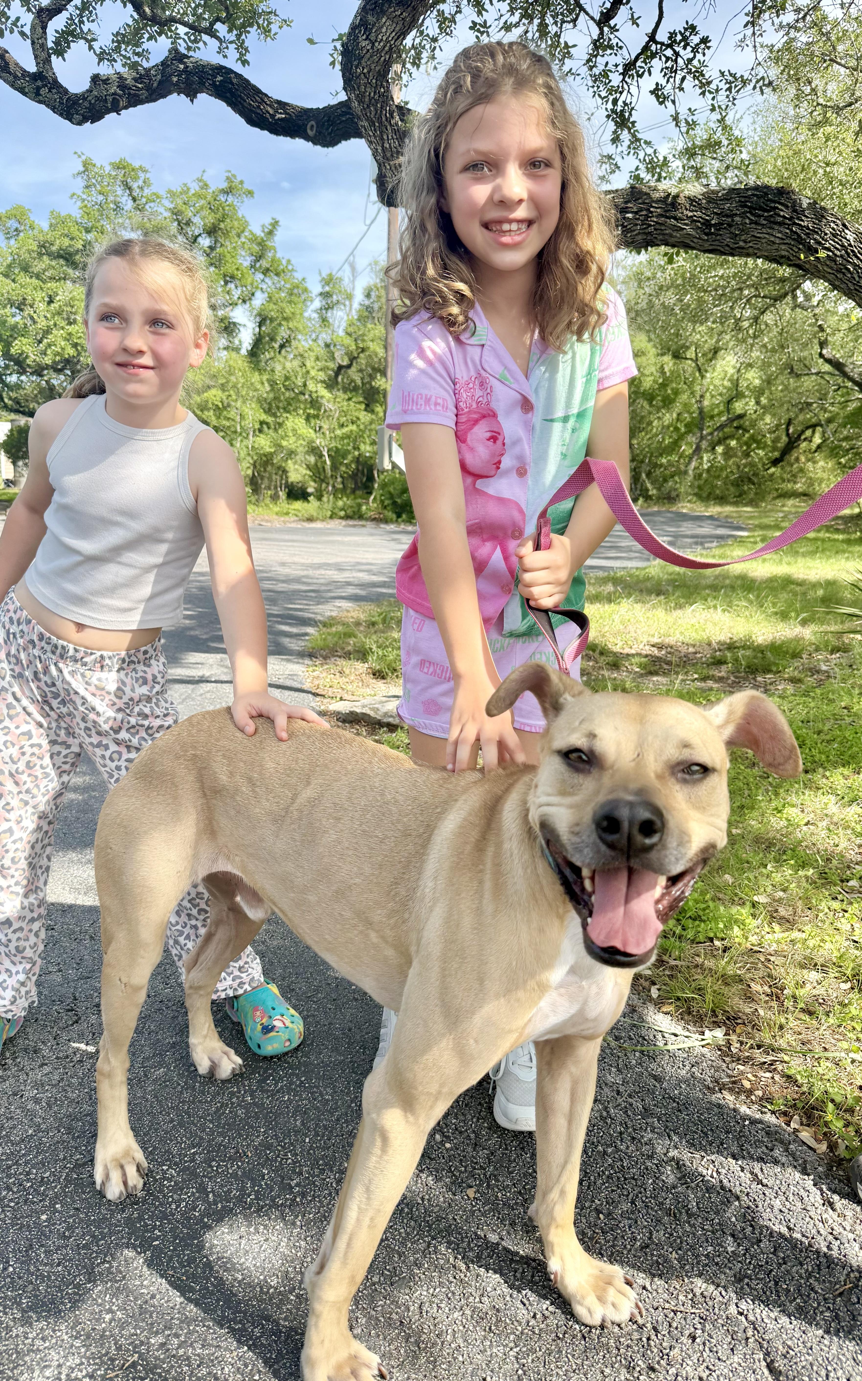Enlarge Goose, a Adoptable Black Mouth Cur in Billings, MT image 1/6