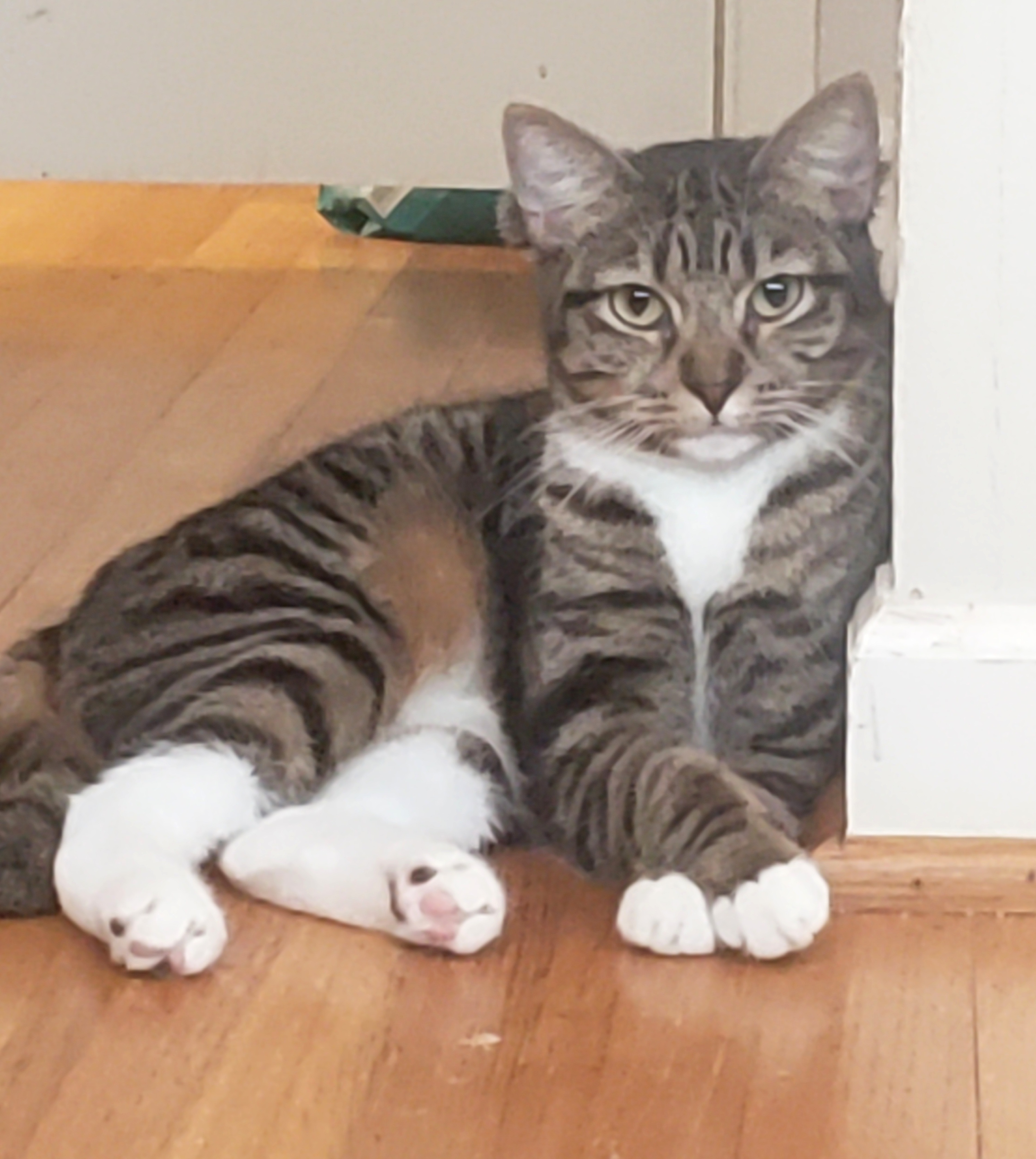 Emily, a Adoptable mixed breed in Houston, TX image 1/6