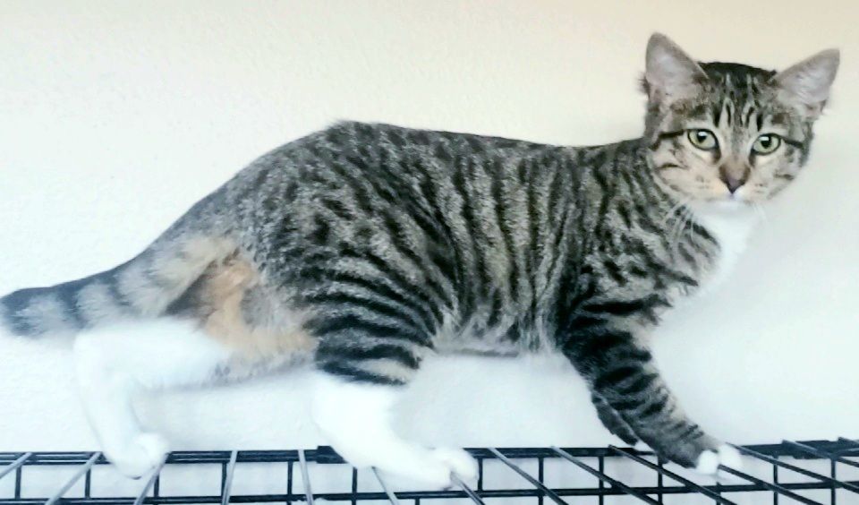 Emily, a Adoptable mixed breed in Houston, TX image 3/6