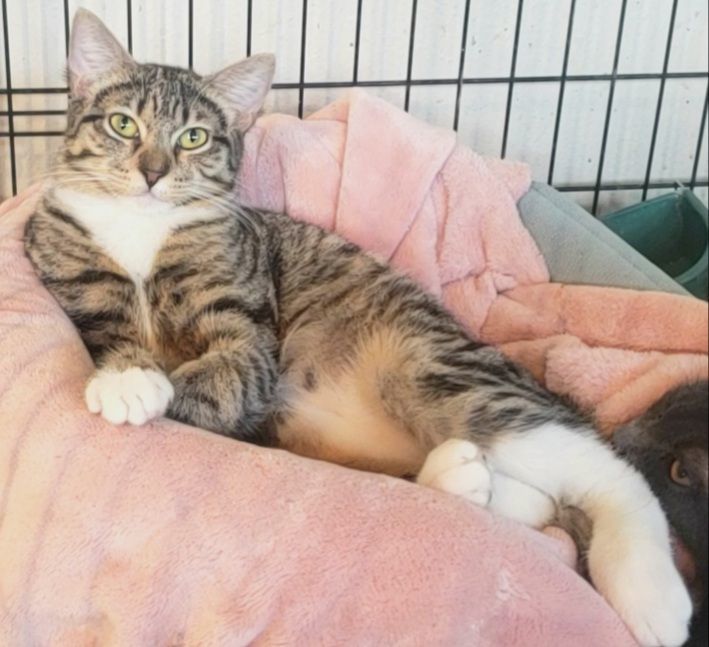 Emily, a Adoptable mixed breed in Houston, TX image 4/6