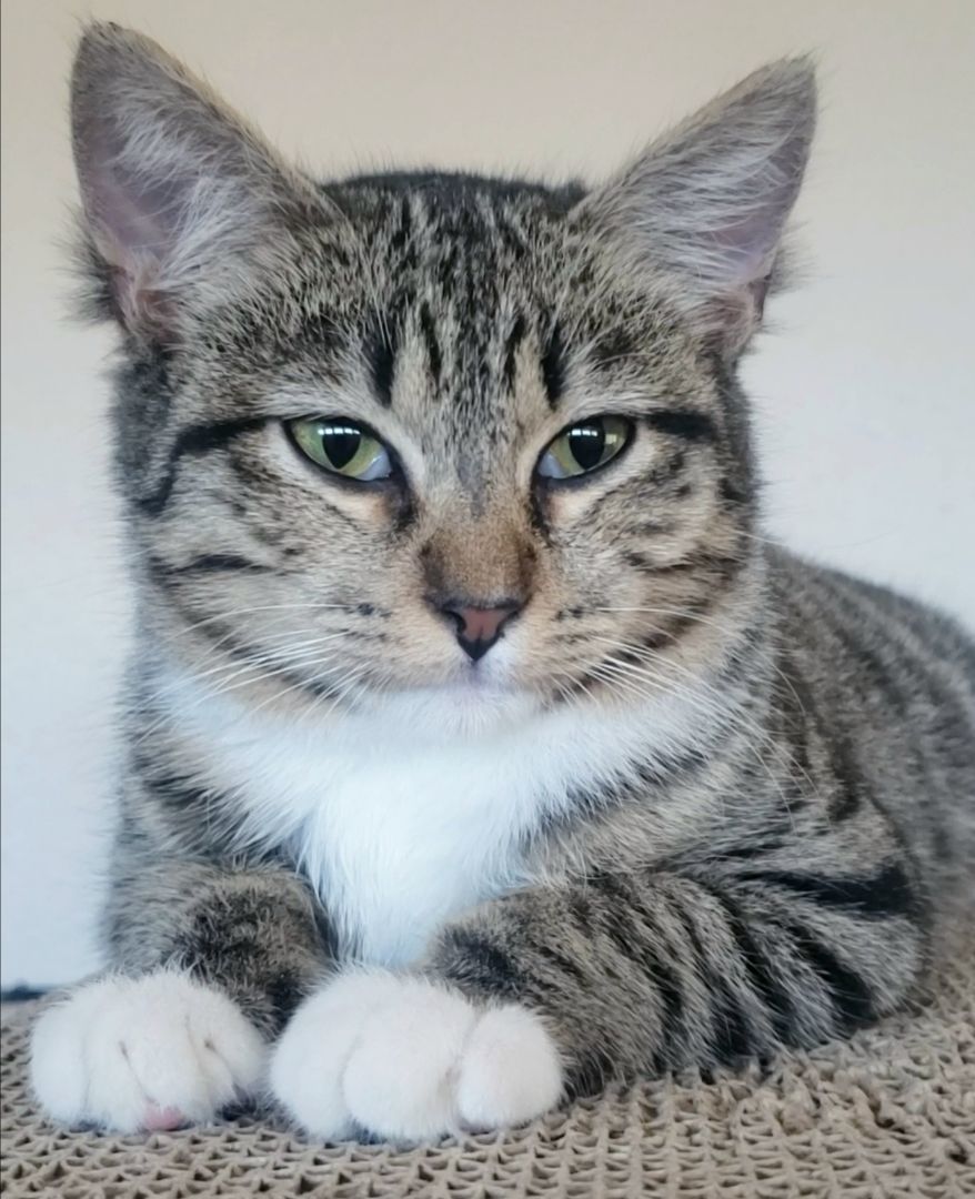 Emily, a Adoptable mixed breed in Houston, TX image 5/6