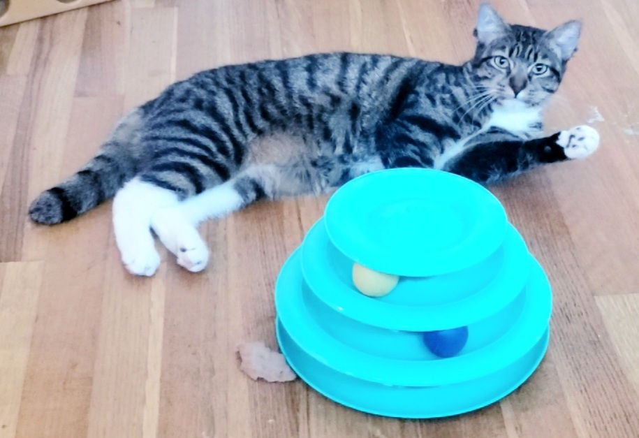 Emily, a Adoptable mixed breed in Houston, TX image 2/6