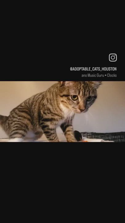 Enlarge Emily, a Adoptable mixed breed in Houston, TX video 6/6