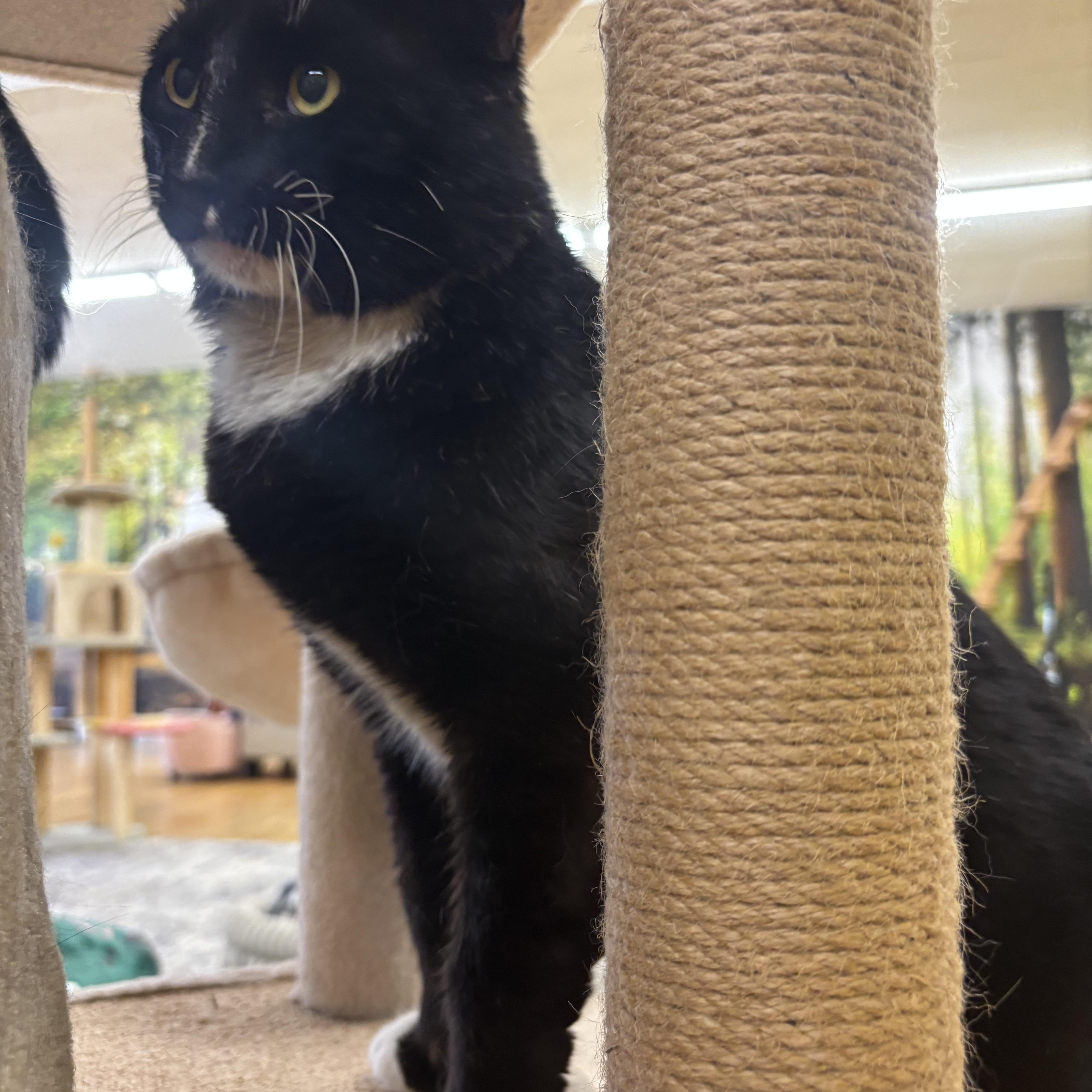Enlarge Tex, an adopted Domestic Short Hair in Whittier, CA image 5/6