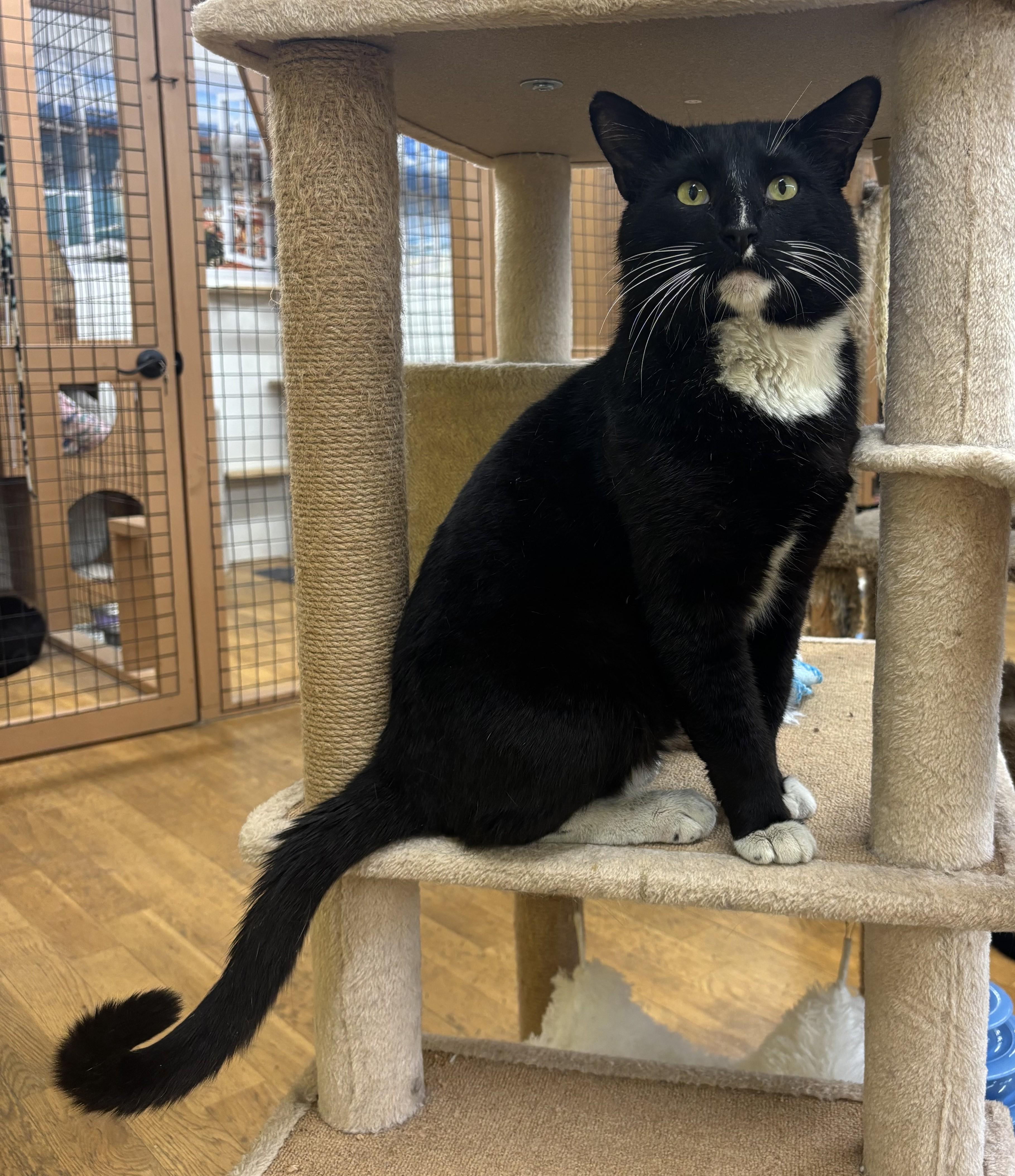 Tex, adopted, Adult Male Domestic Short Hair.
