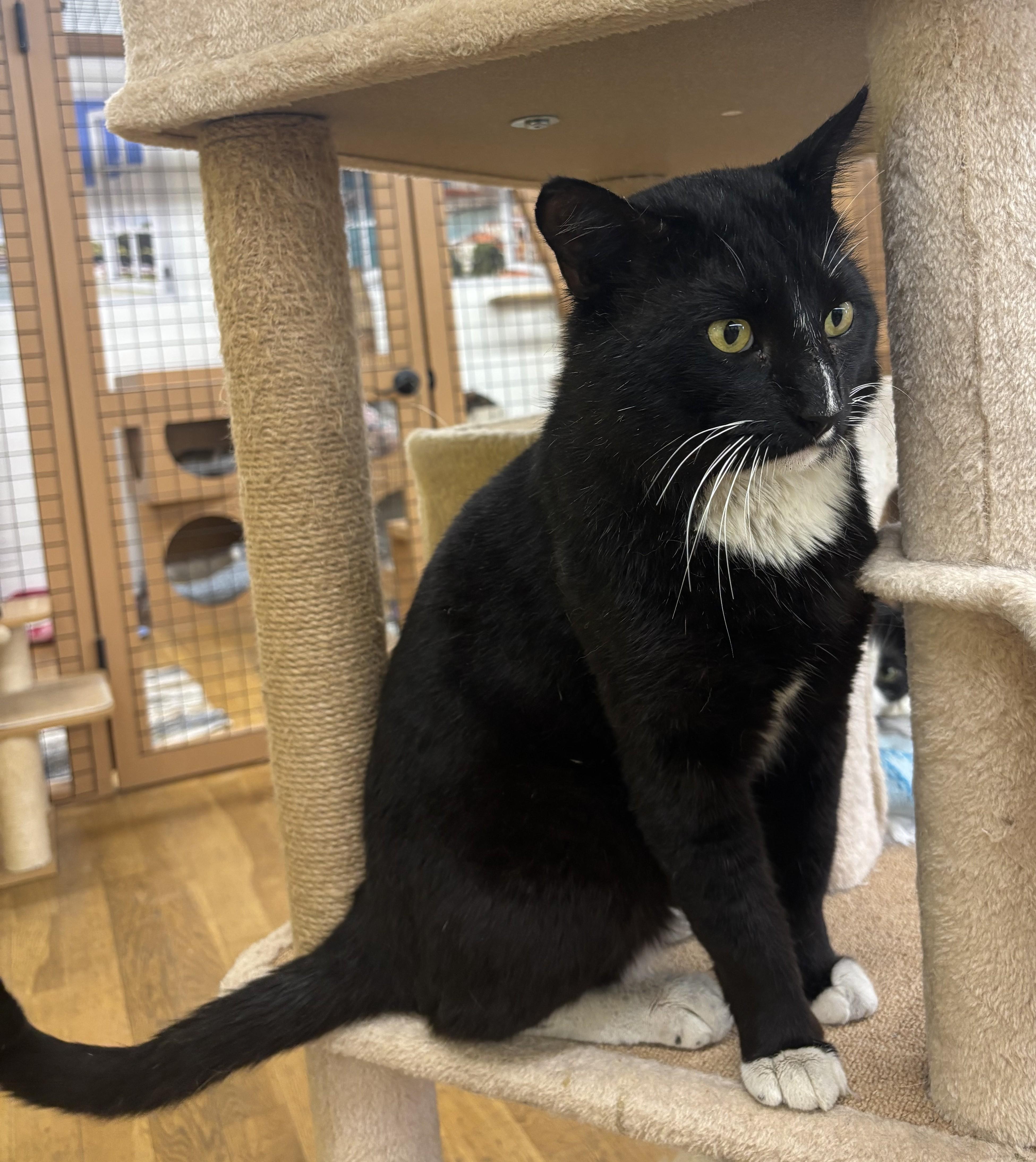 Enlarge Tex, an adopted Domestic Short Hair in Whittier, CA image 4/6