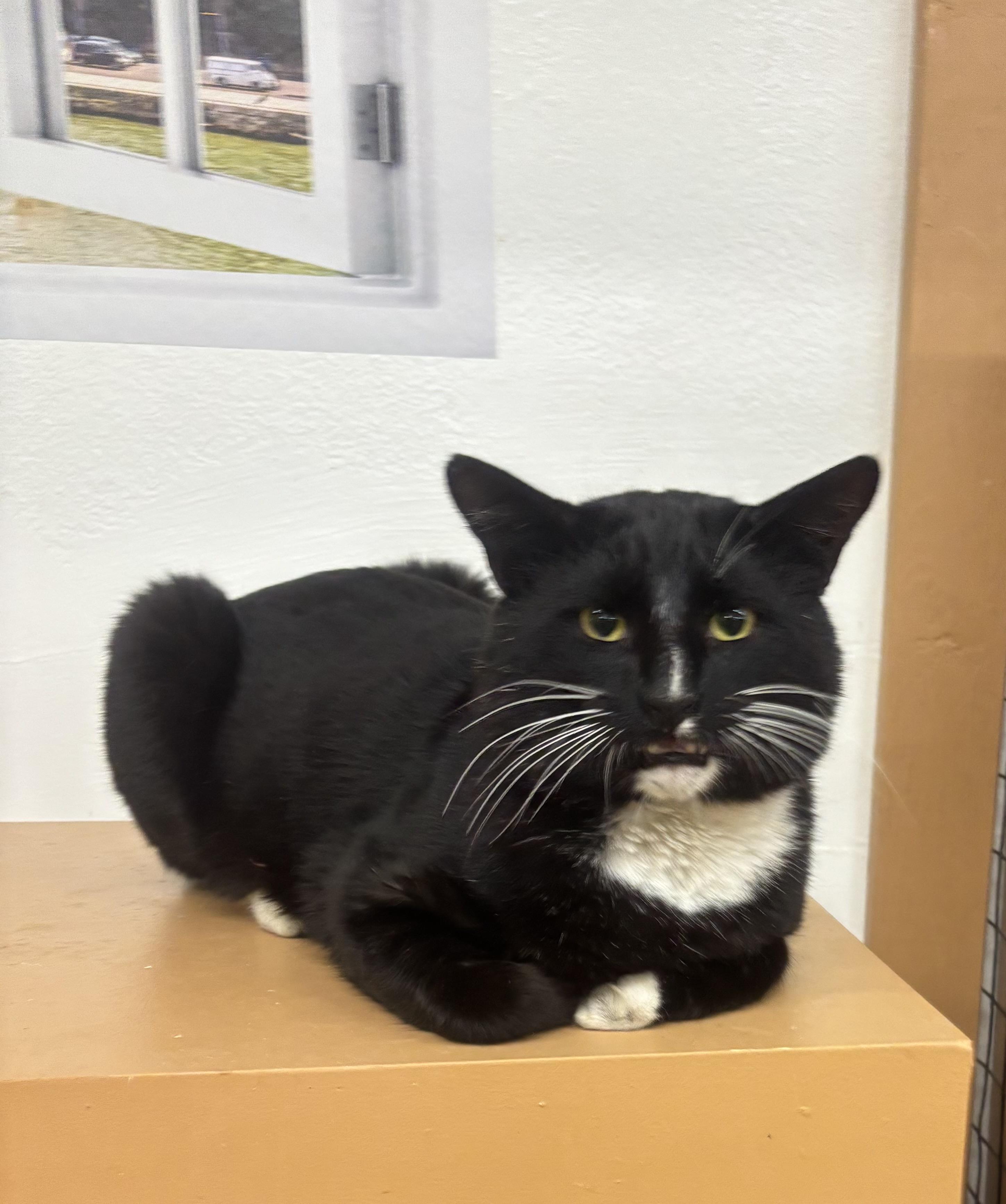 Enlarge Tex, an adopted Domestic Short Hair in Whittier, CA image 6/6