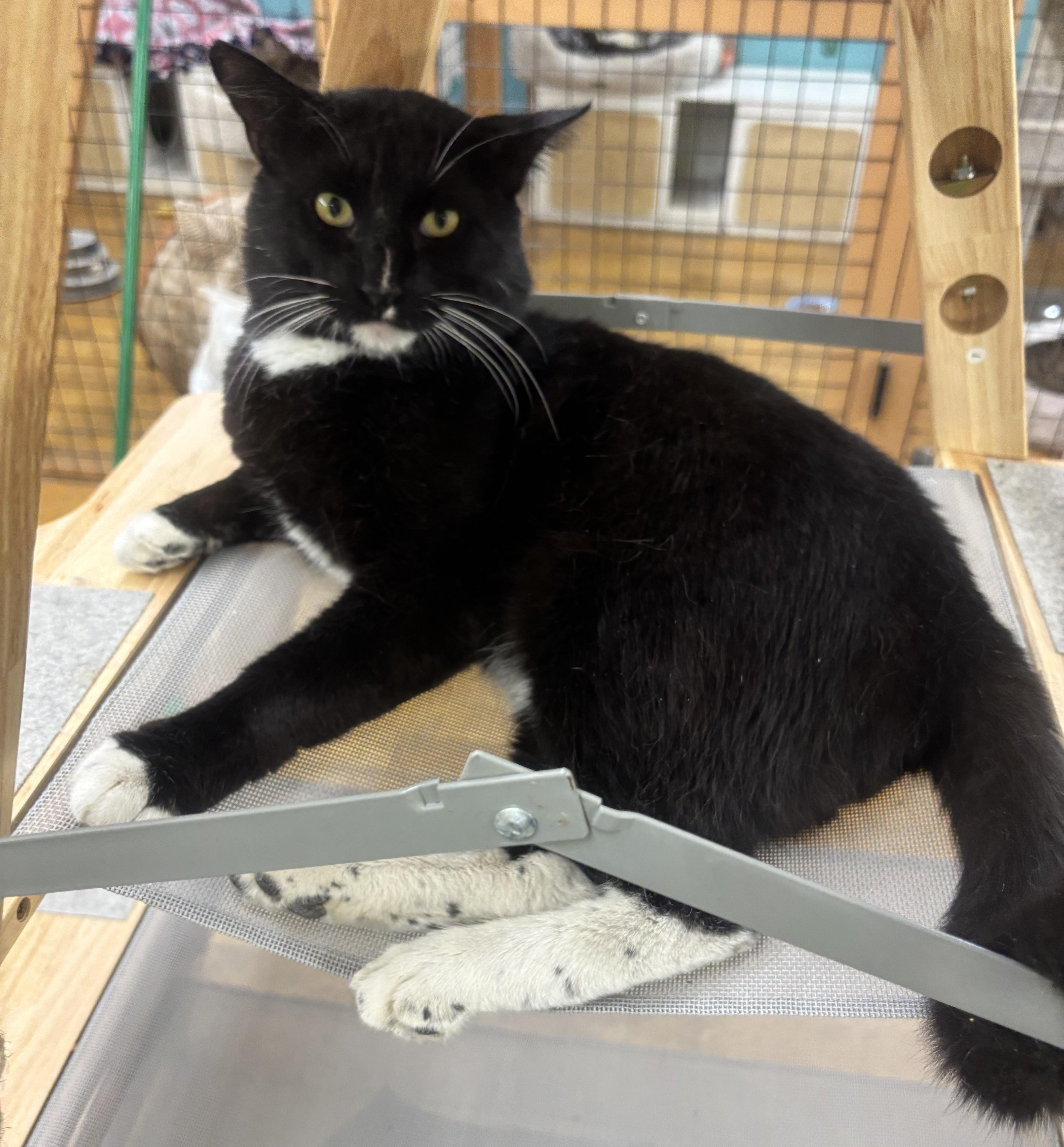 Enlarge Tex, an adopted Domestic Short Hair in Whittier, CA image 3/6
