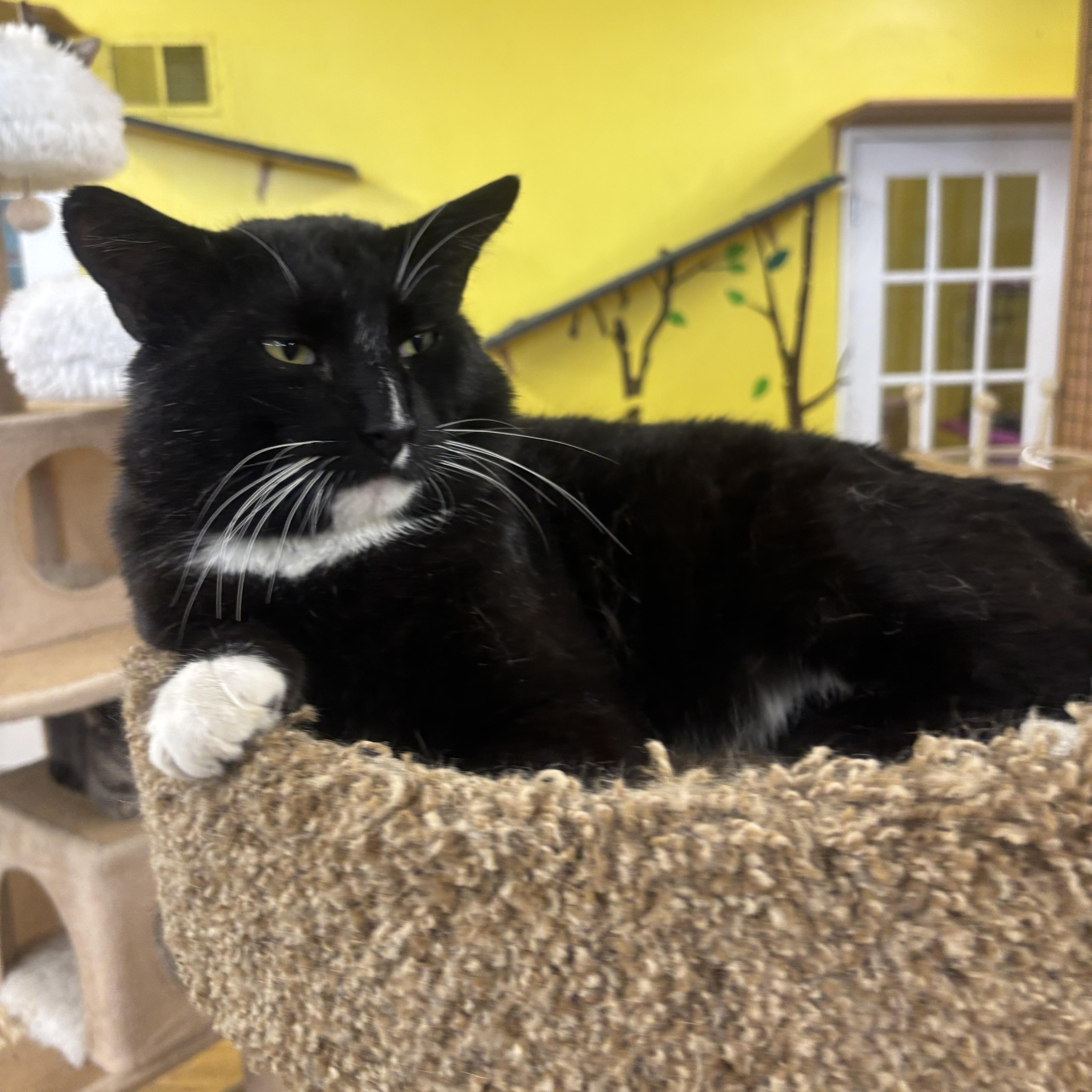 Enlarge Tex, an adopted Domestic Short Hair in Whittier, CA image 2/6