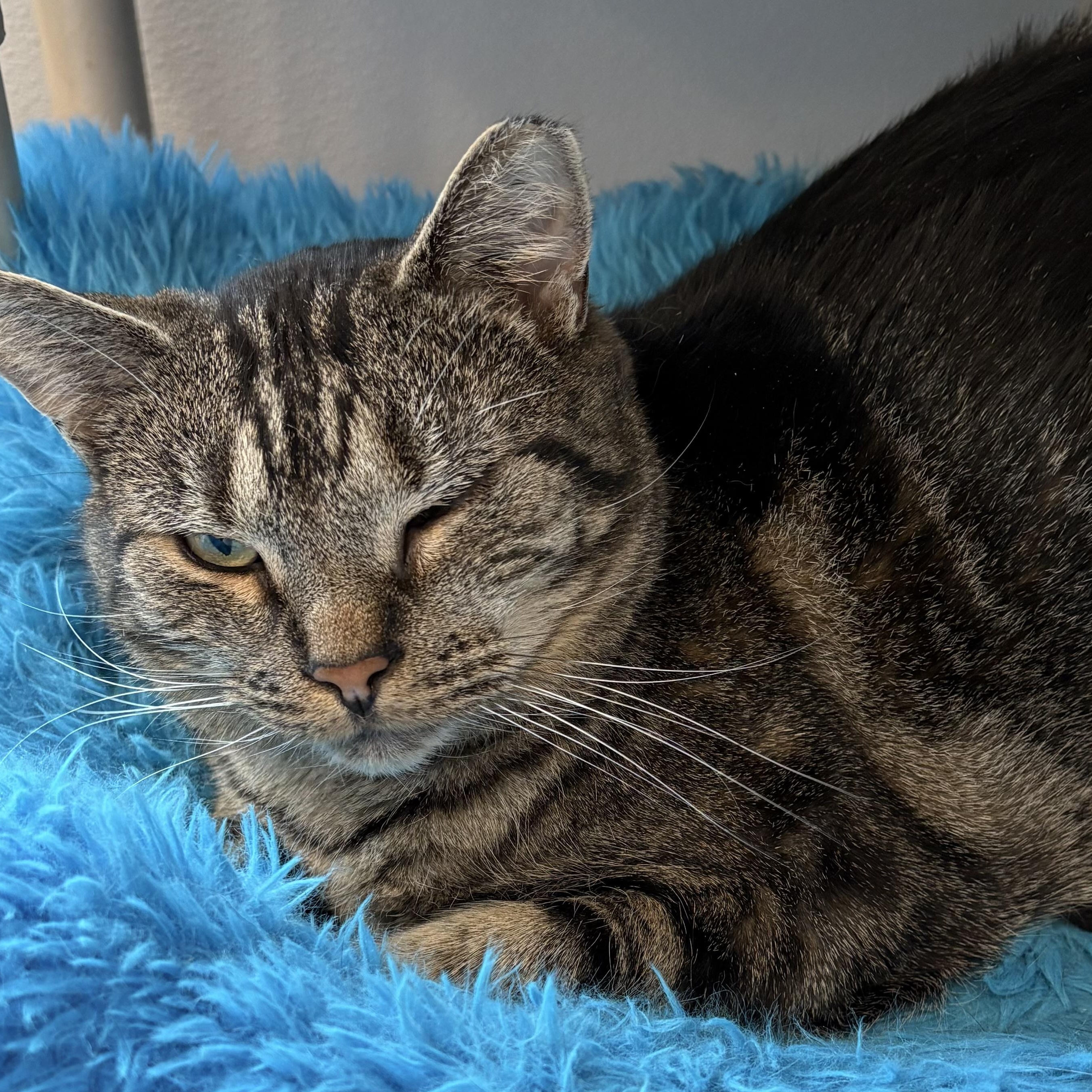 Enlarge Liam, a Adoptable Domestic Short Hair in Warwick, NY image 1/1