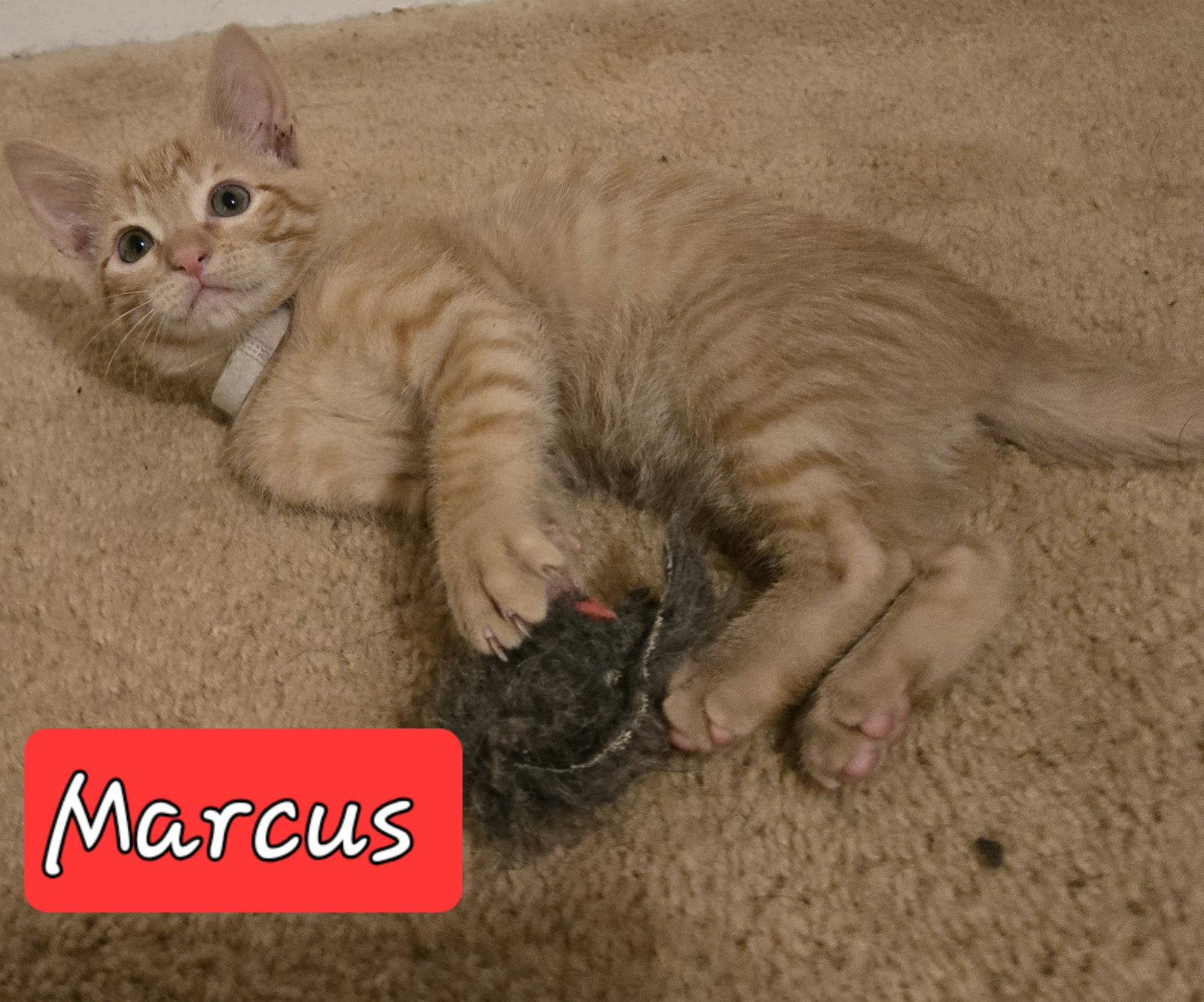 Marcus, Adopted, Young Male Domestic Short Hair & Tabby.