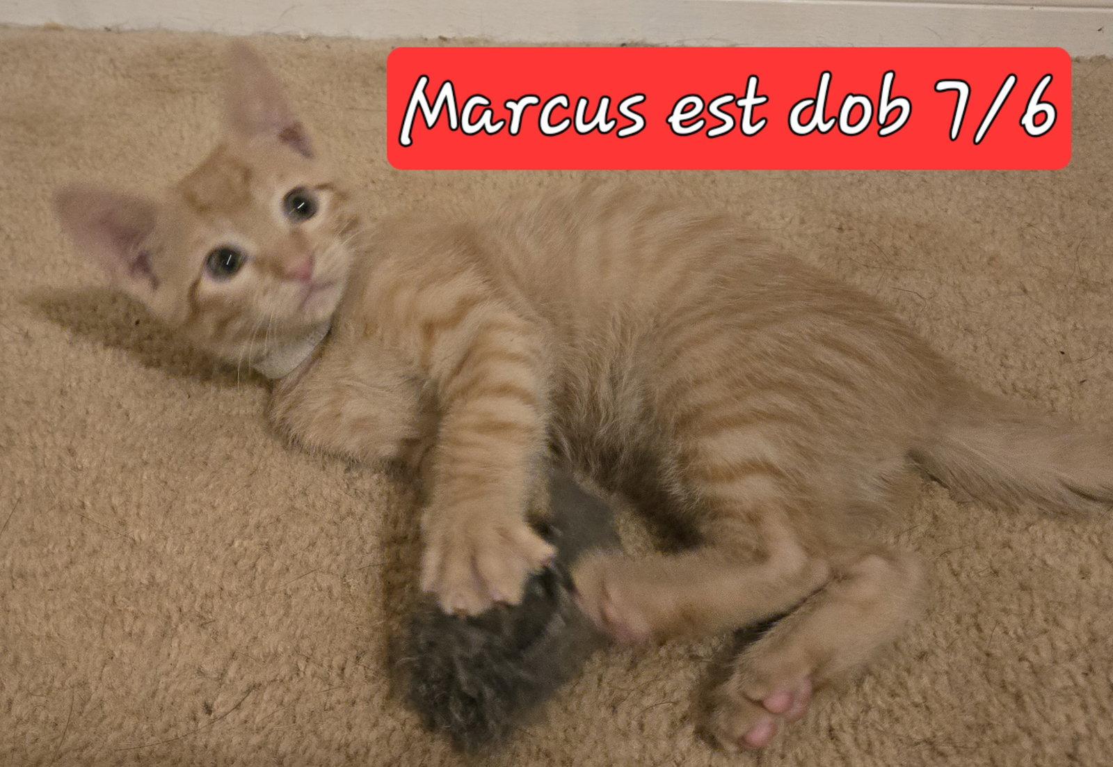 Enlarge Marcus, a Adopted mixed breed in Cypress, TX image 2/3