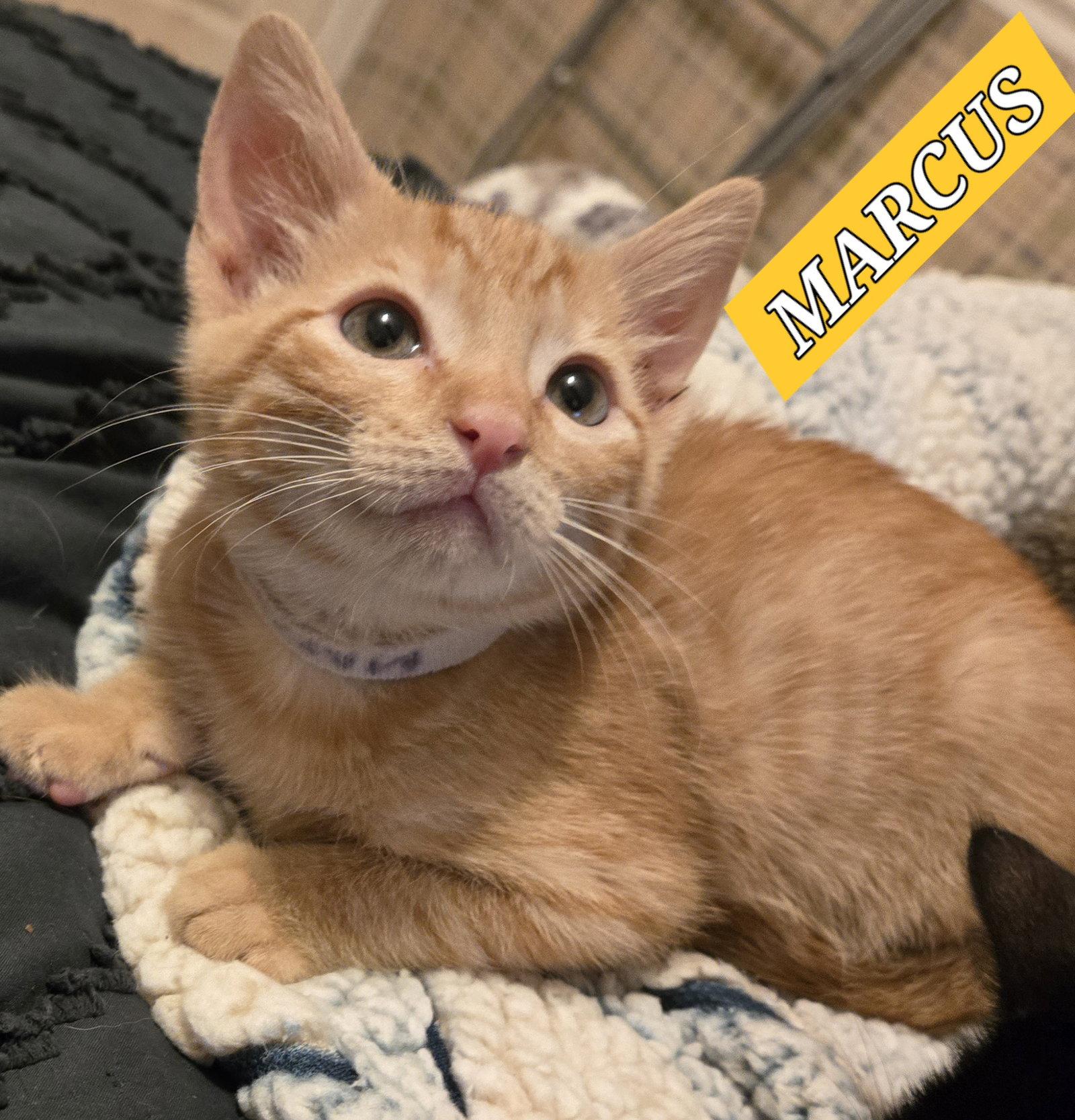 Enlarge Marcus, a Adopted mixed breed in Cypress, TX image 3/3