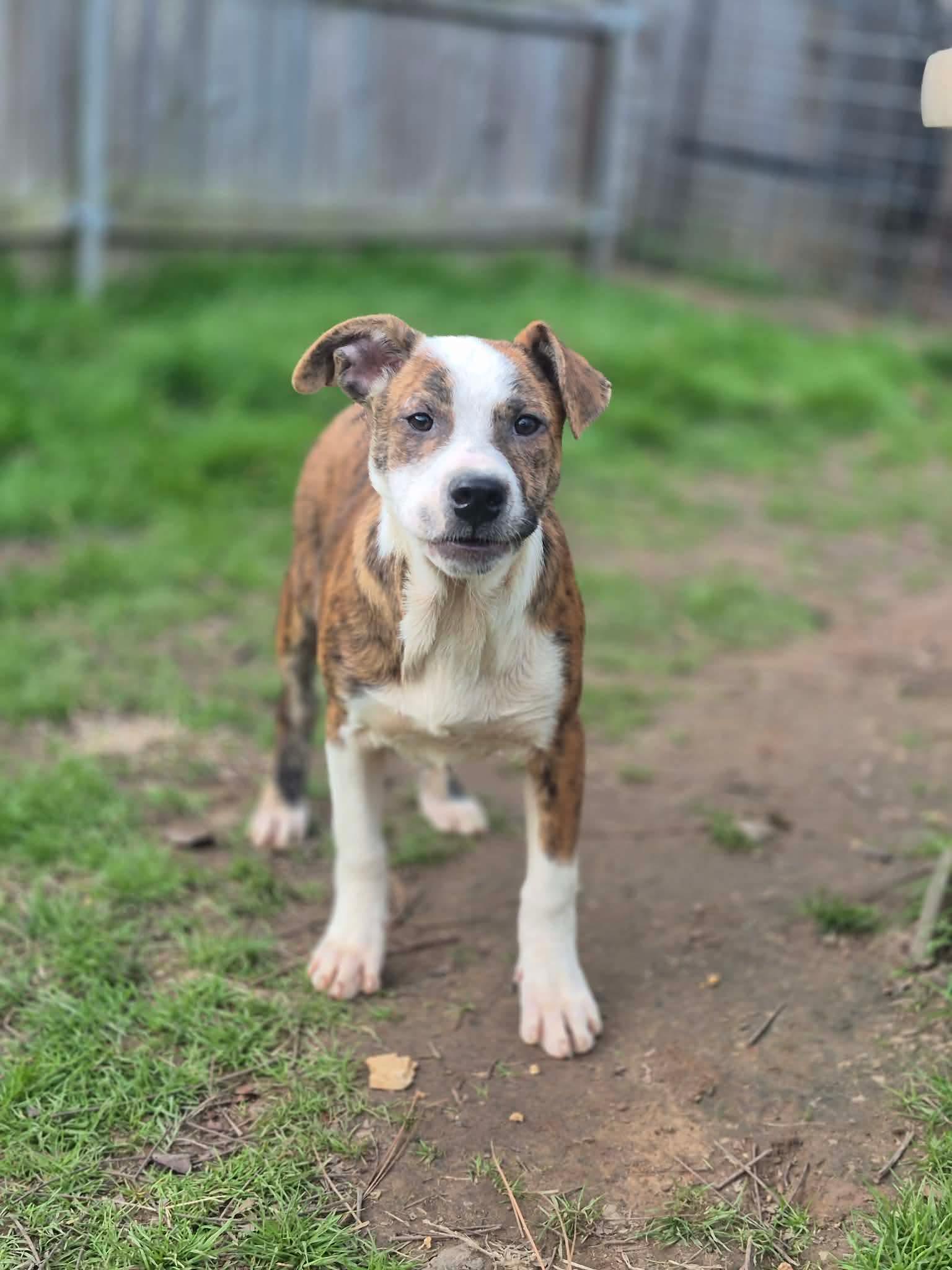 Enlarge Benny, a Adoptable mixed breed in Dover, AR image 1/5