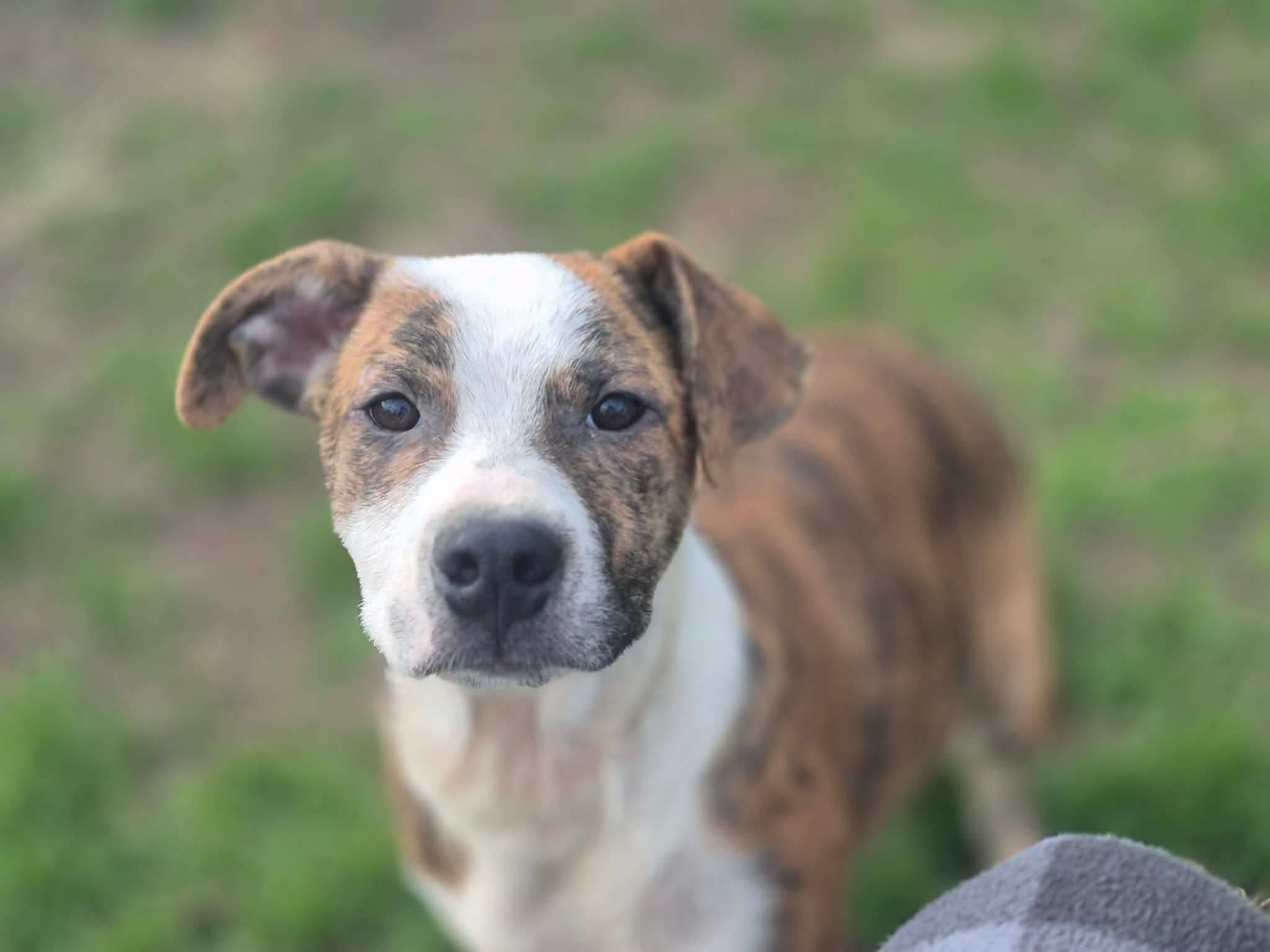 Enlarge Benny, a Adoptable mixed breed in Dover, AR image 2/5