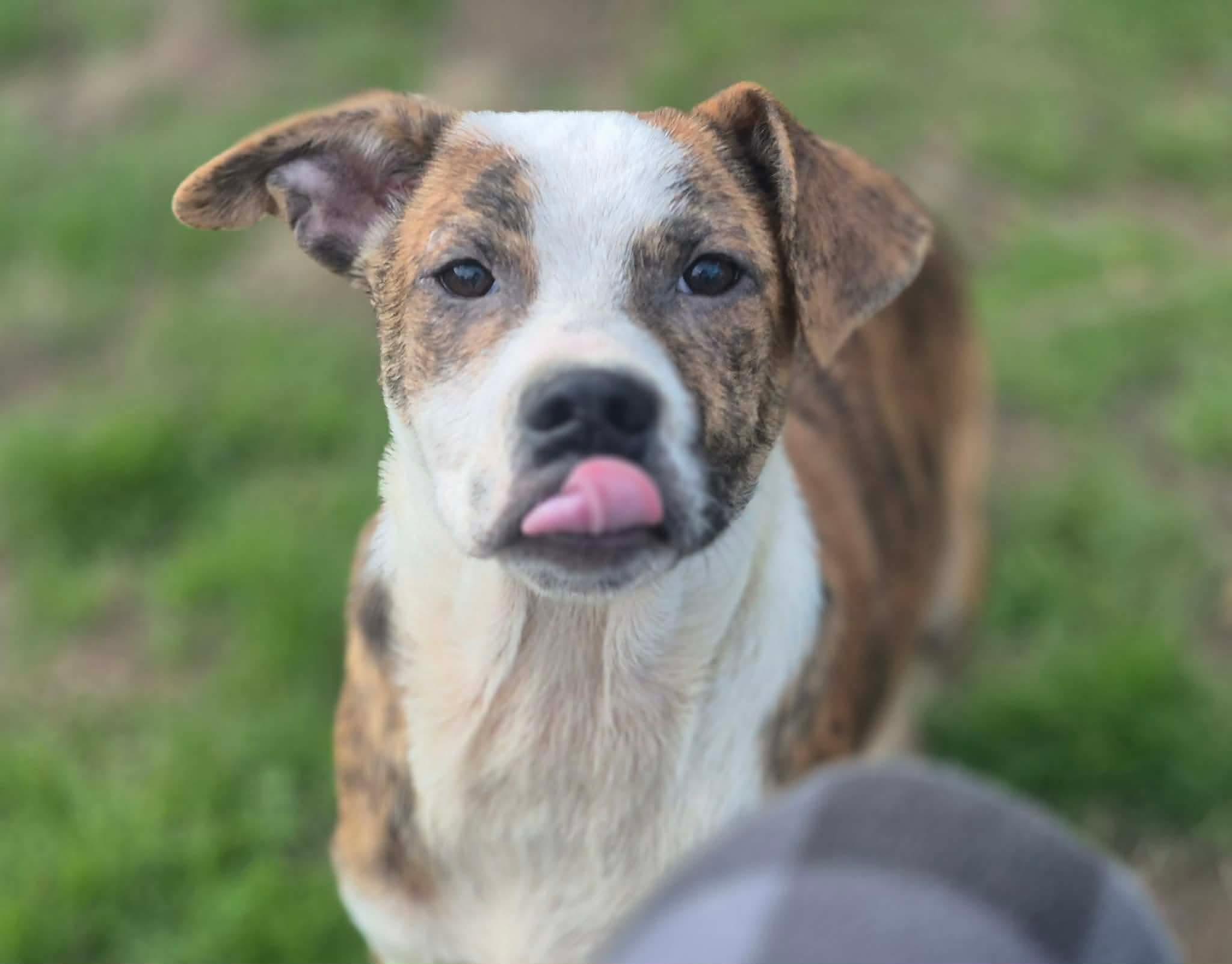 Enlarge Benny, a Adoptable mixed breed in Dover, AR image 3/5