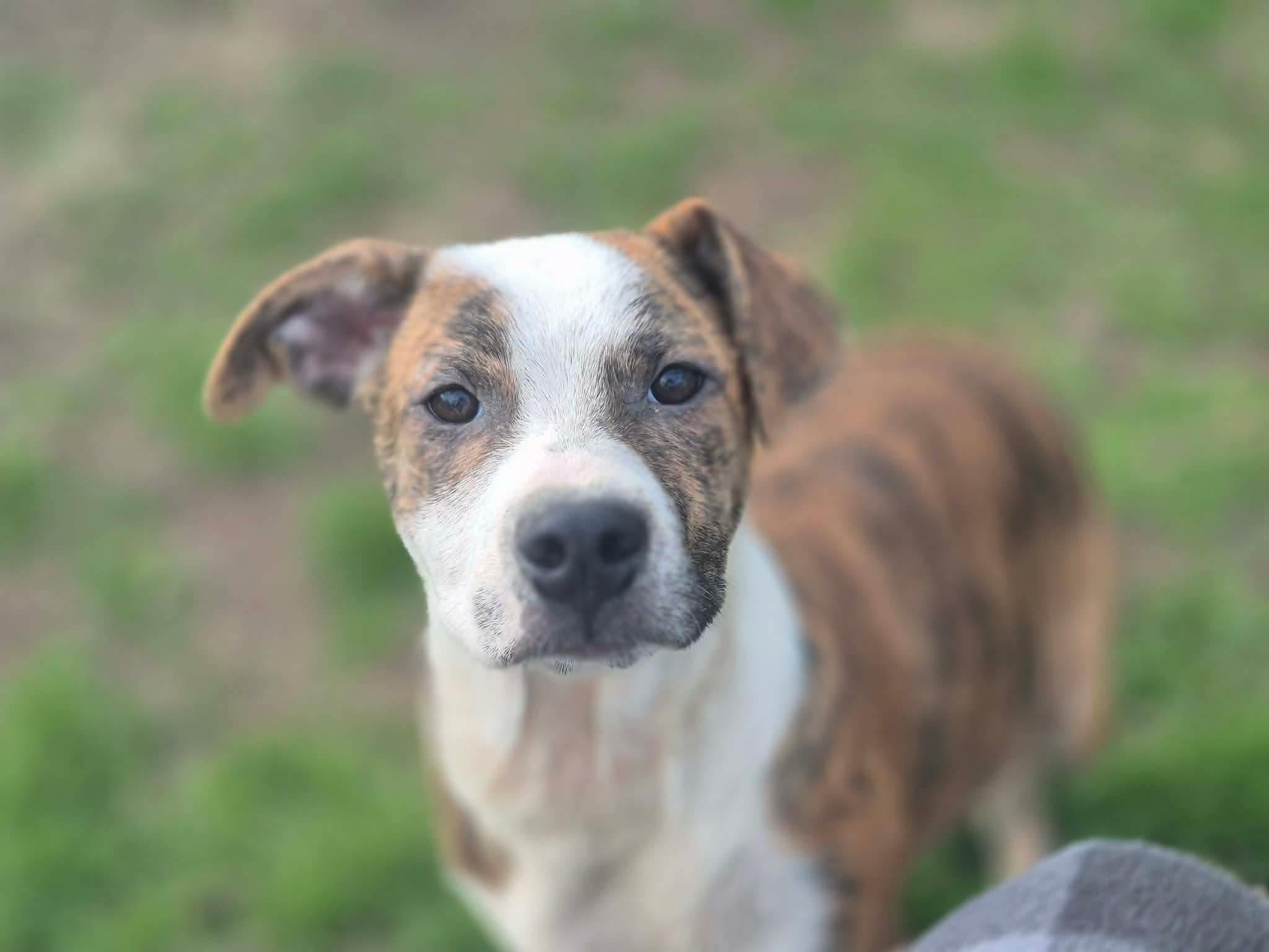 Enlarge Benny, a Adoptable mixed breed in Dover, AR image 4/5