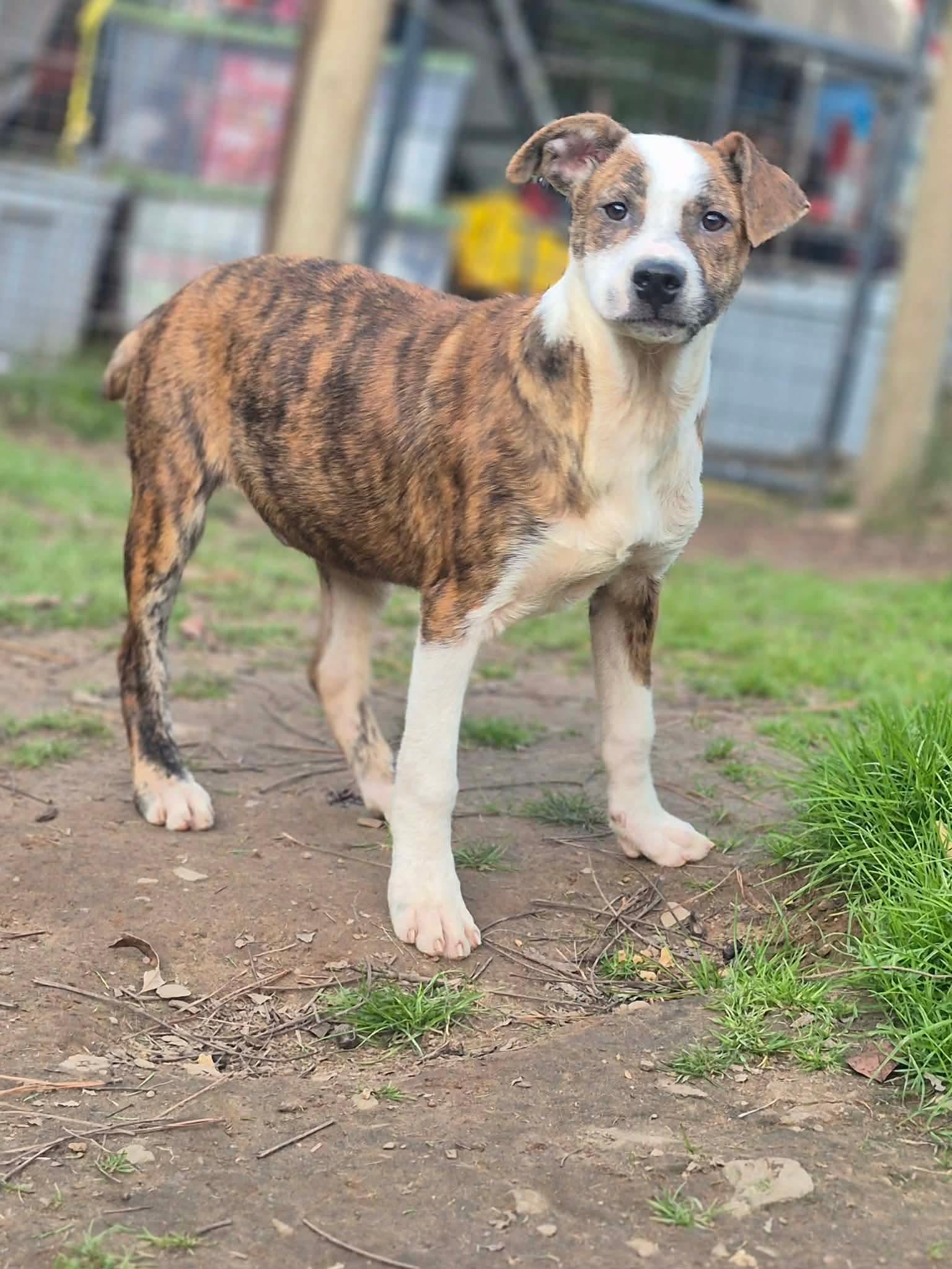 Enlarge Benny, a Adoptable mixed breed in Dover, AR image 5/5