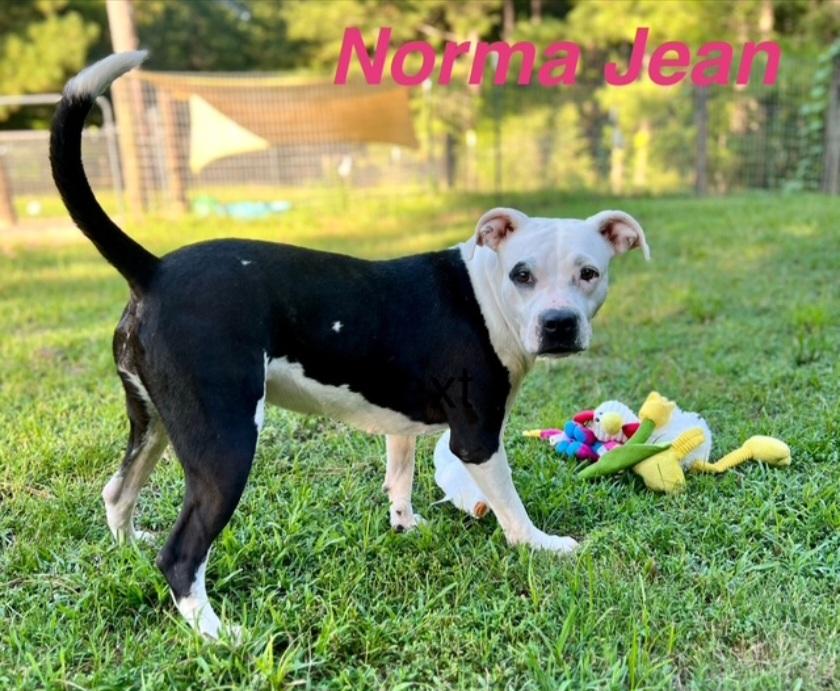 Norma Jean, Adult Female unknown