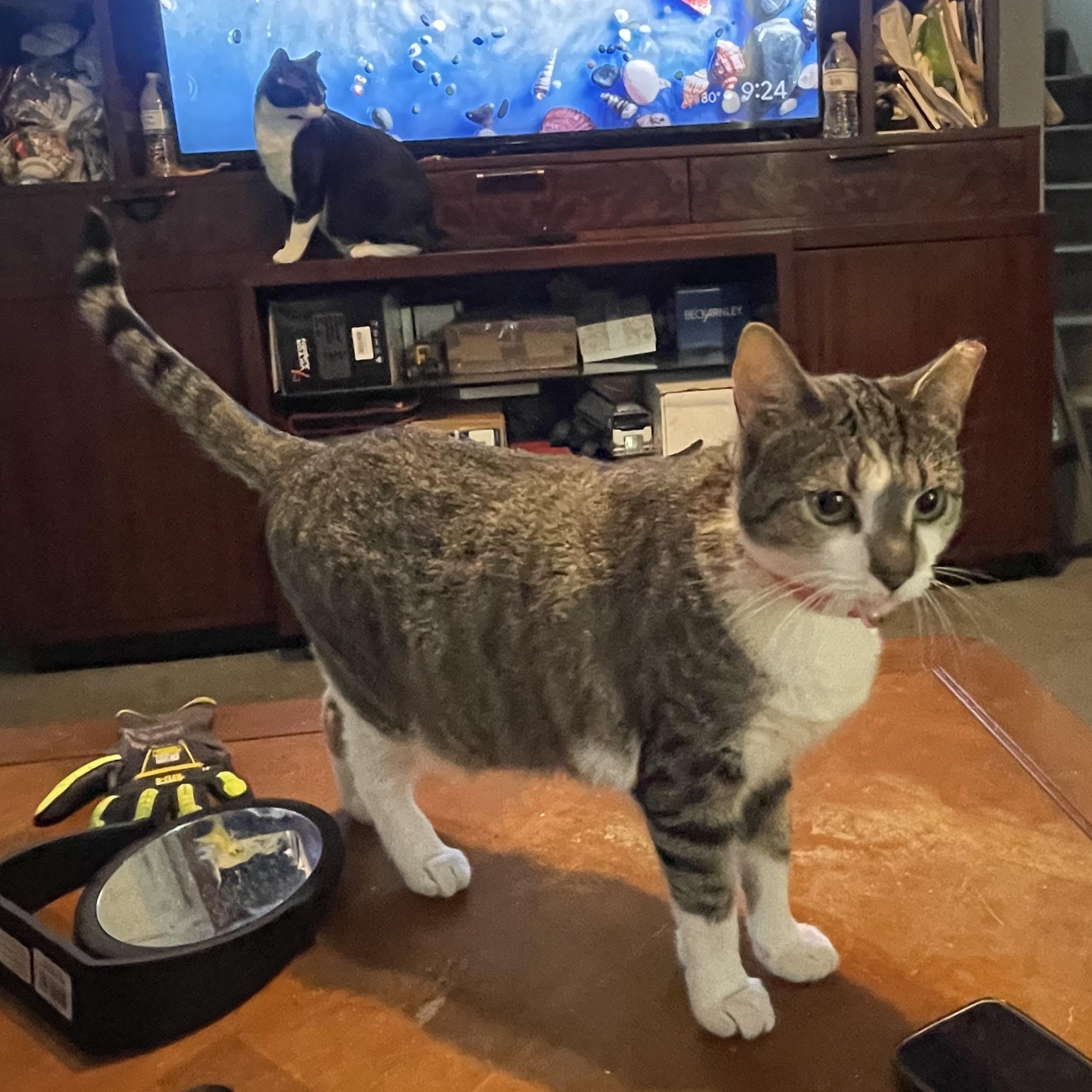 Cat available for adoption - (239) 273-8321