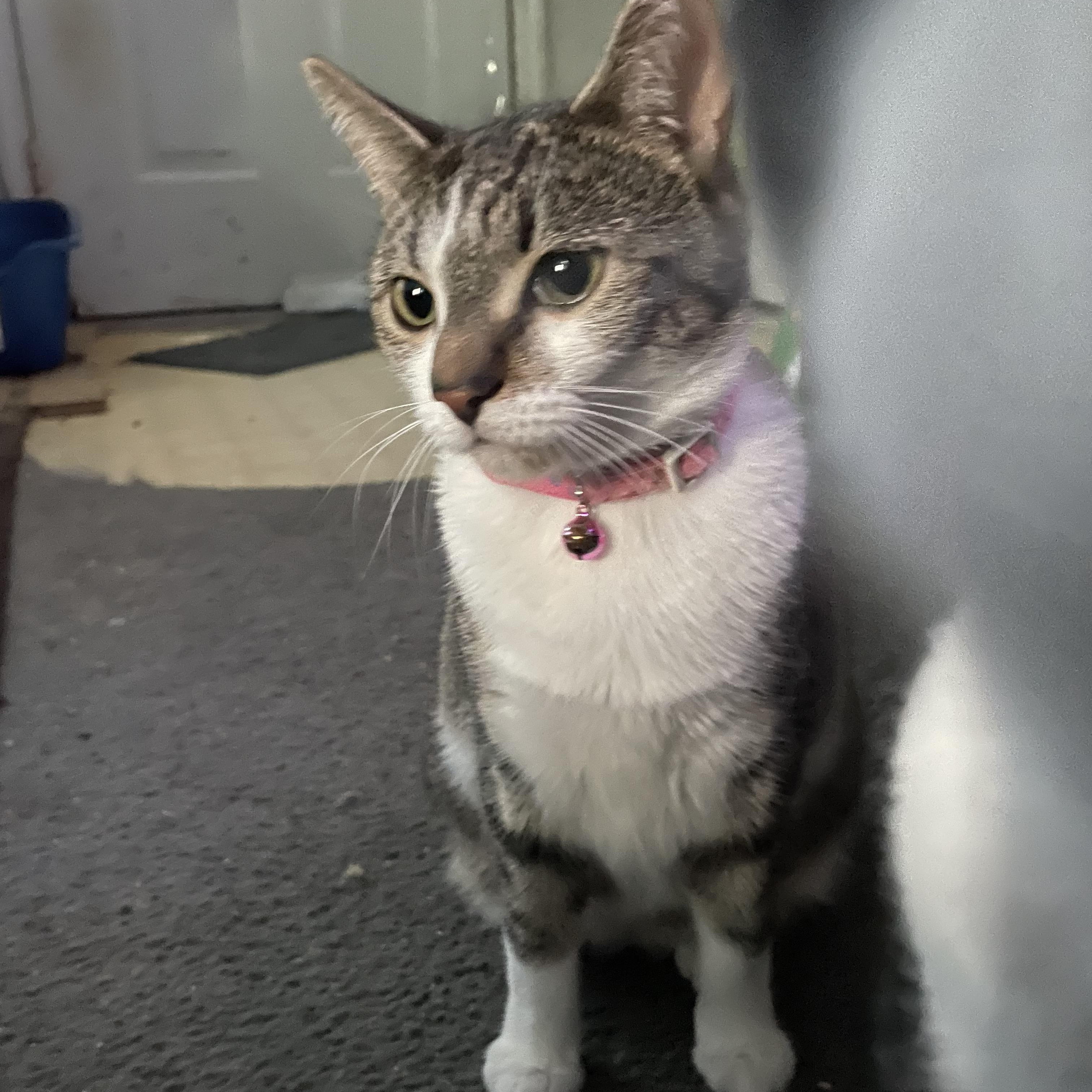 Enlarge Bella, a Adoptable Domestic Short Hair in Bonita Springs, FL image 2/3