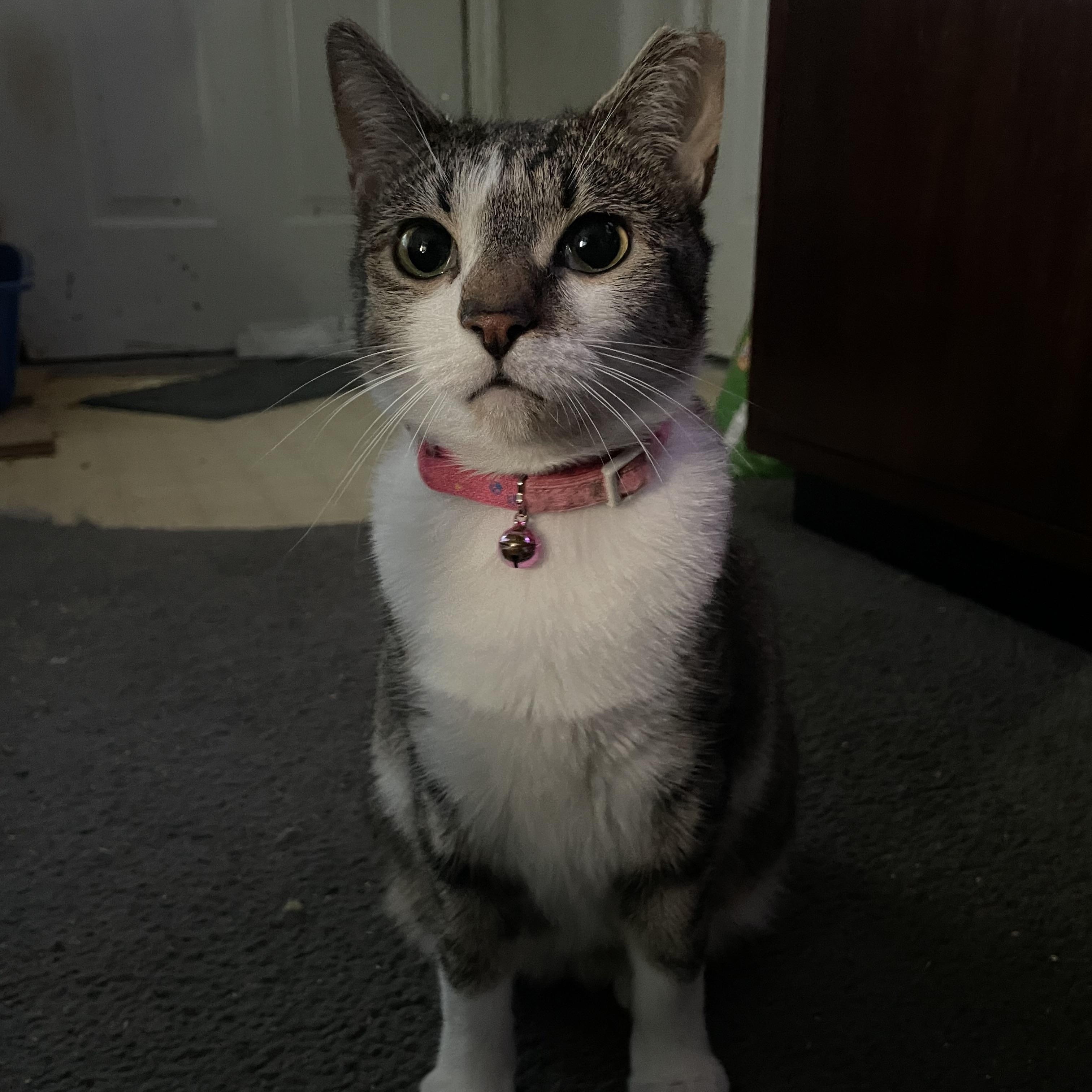 Enlarge Bella, a Adoptable Domestic Short Hair in Bonita Springs, FL image 3/3