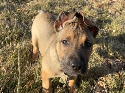 Enlarge Sterling, a Adoptable mixed breed in Boulder, CO image 1/3