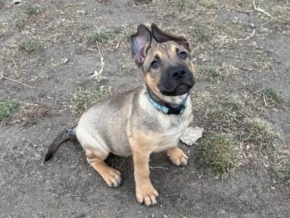 Enlarge Sterling, a Adoptable mixed breed in Boulder, CO image 2/3