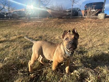 Enlarge Sterling, a Adoptable mixed breed in Boulder, CO image 3/3