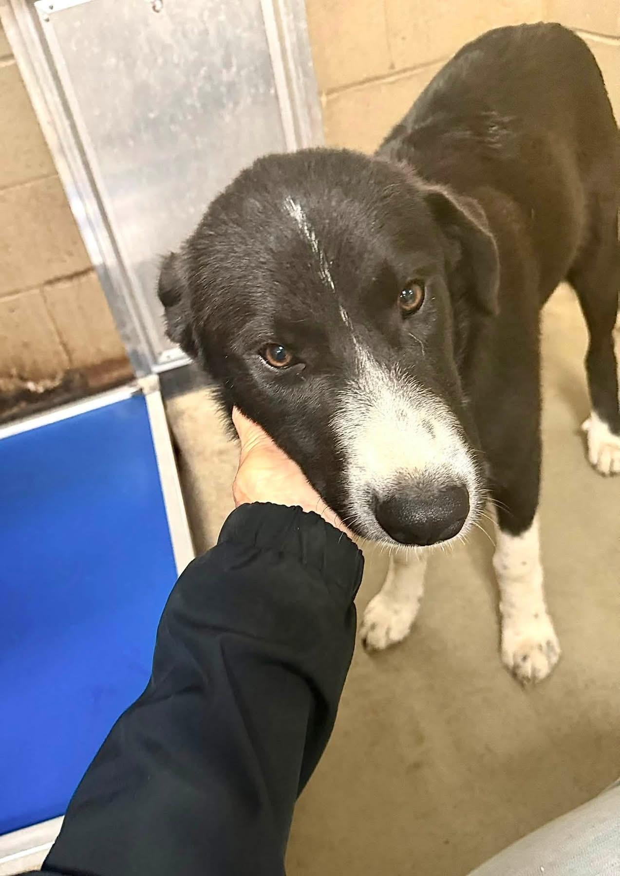 Hamlet, an adopted mixed breed in Wando, SC image 2/4